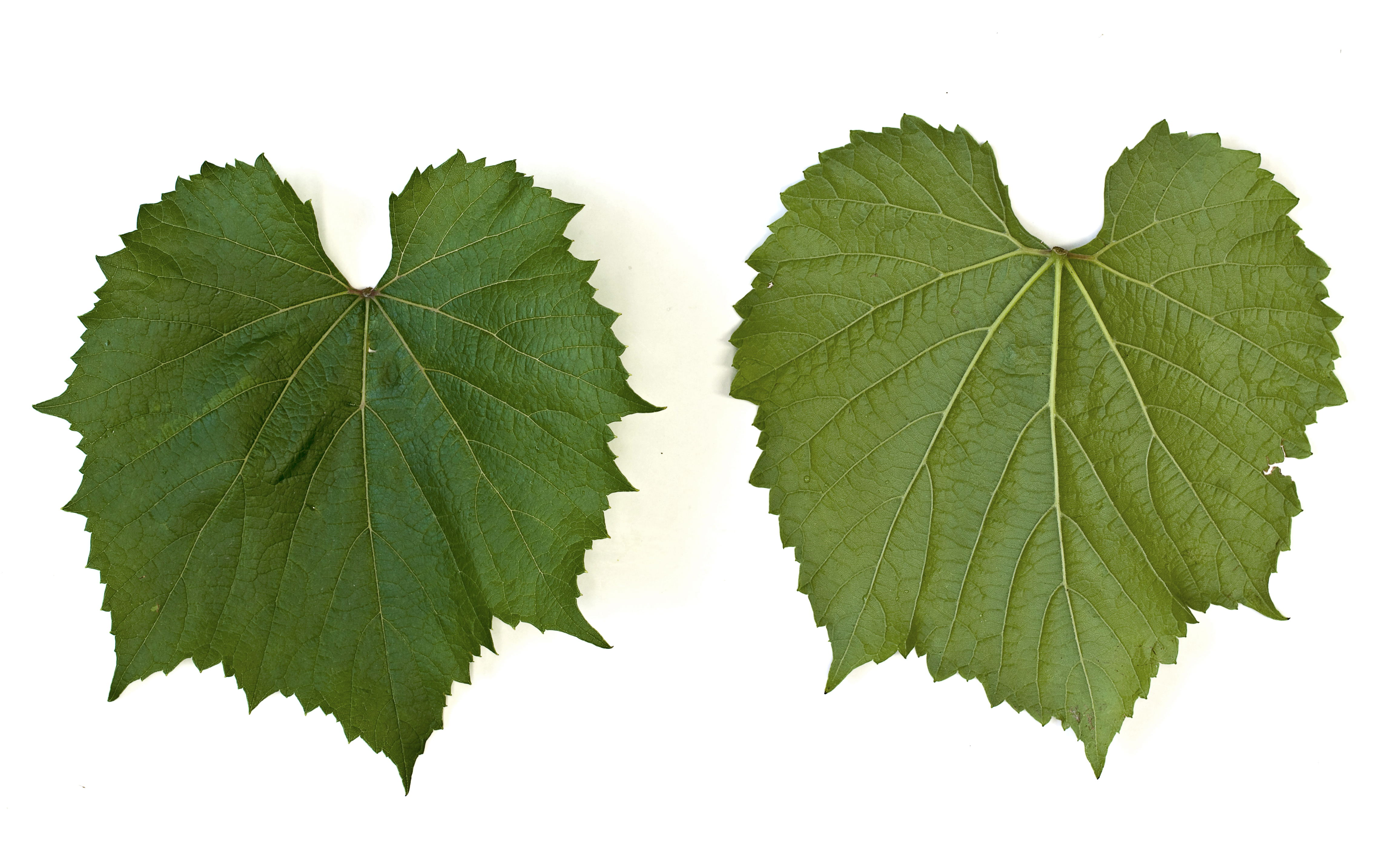 VIVC11473 SELEKTION OPPENHEIM 4 Mature leaf 17873