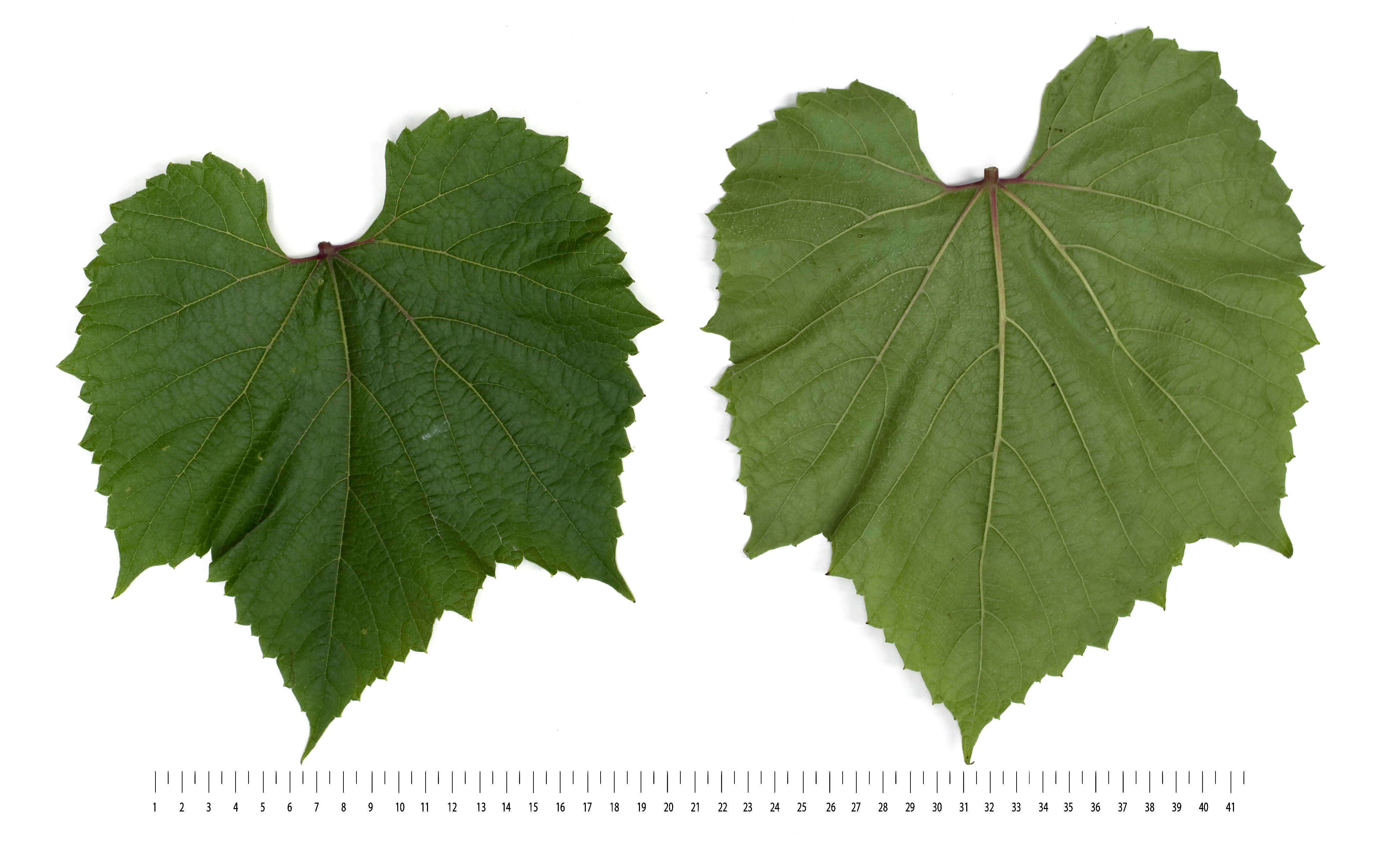VIVC6313 KOBER 5 BB Mature leaf 16623