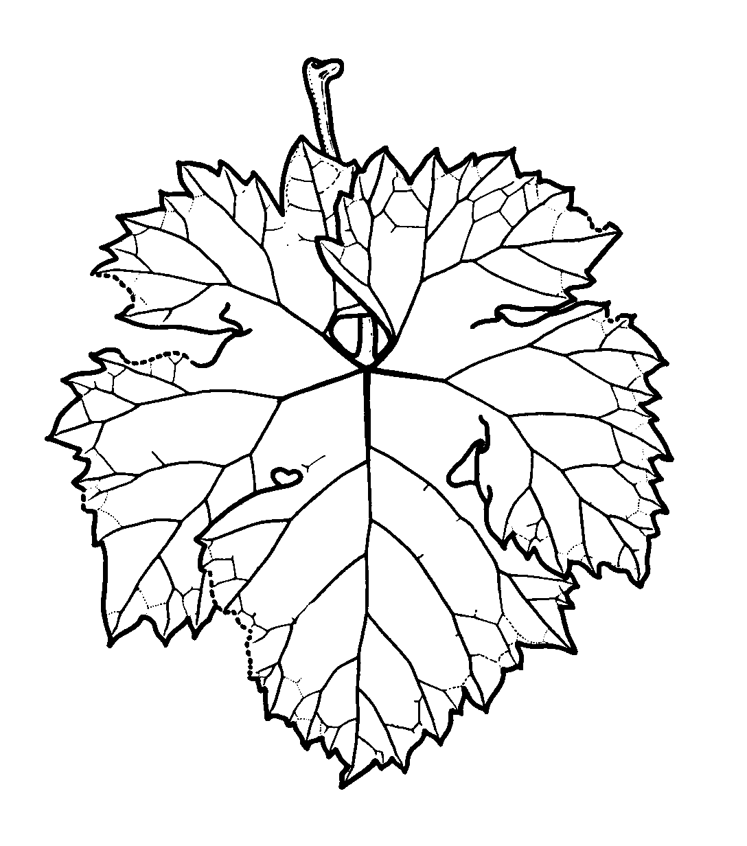 OIV-Merkmalsliste der Reben