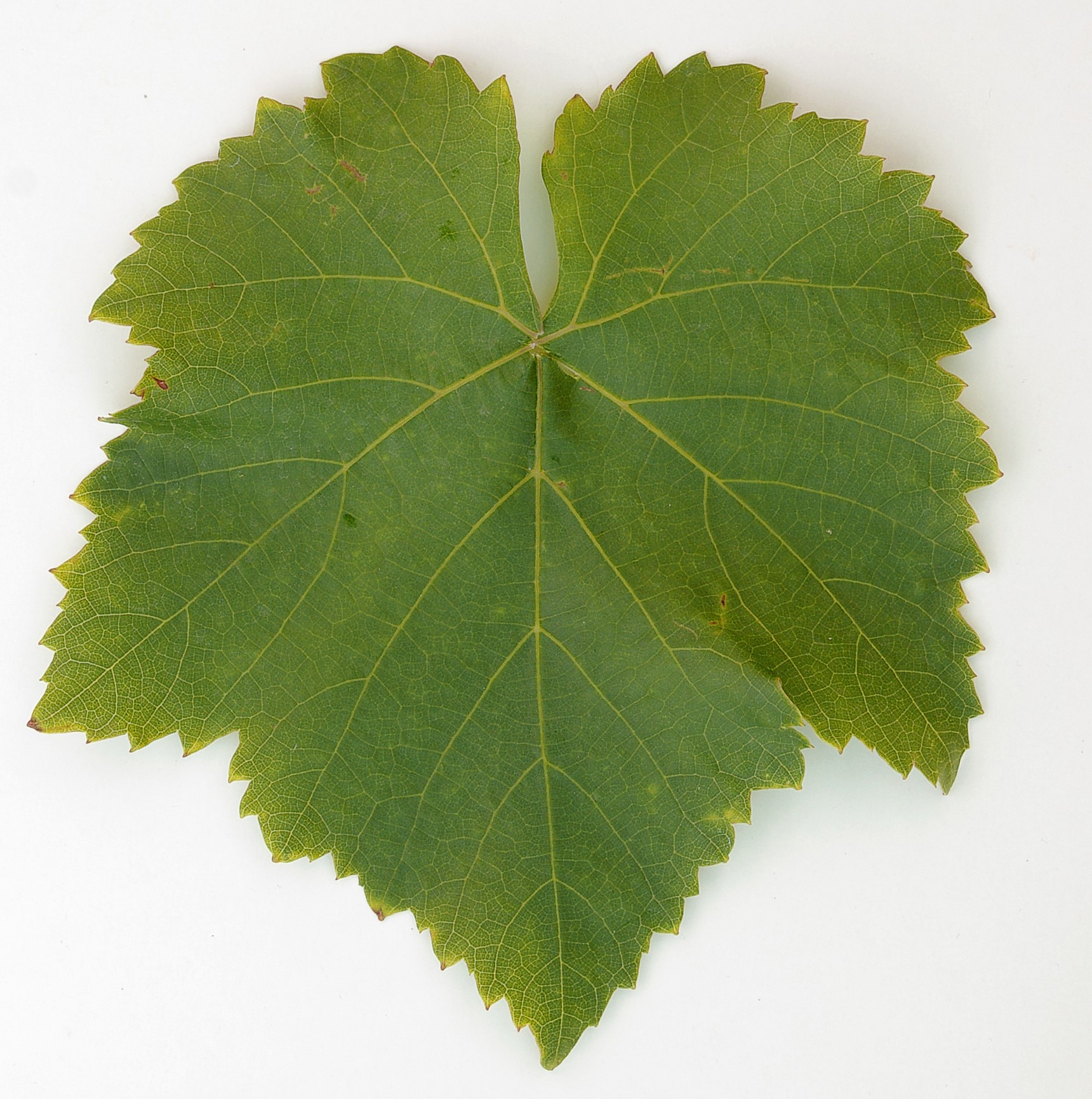 VIVC17123 ACOLON Mature leaf 8855