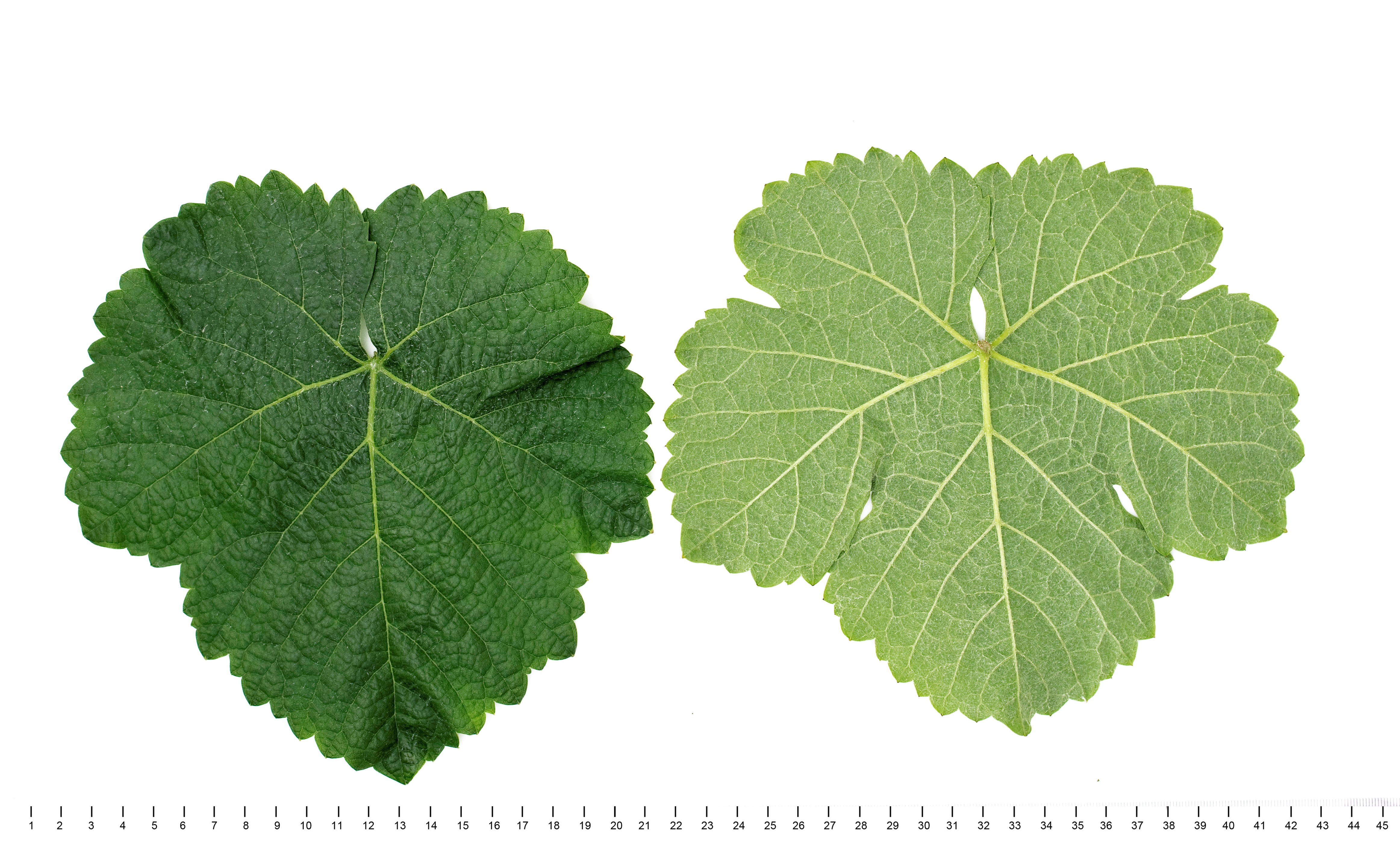 VIVC23324 ADELFRAENKISCH Mature leaf 12623