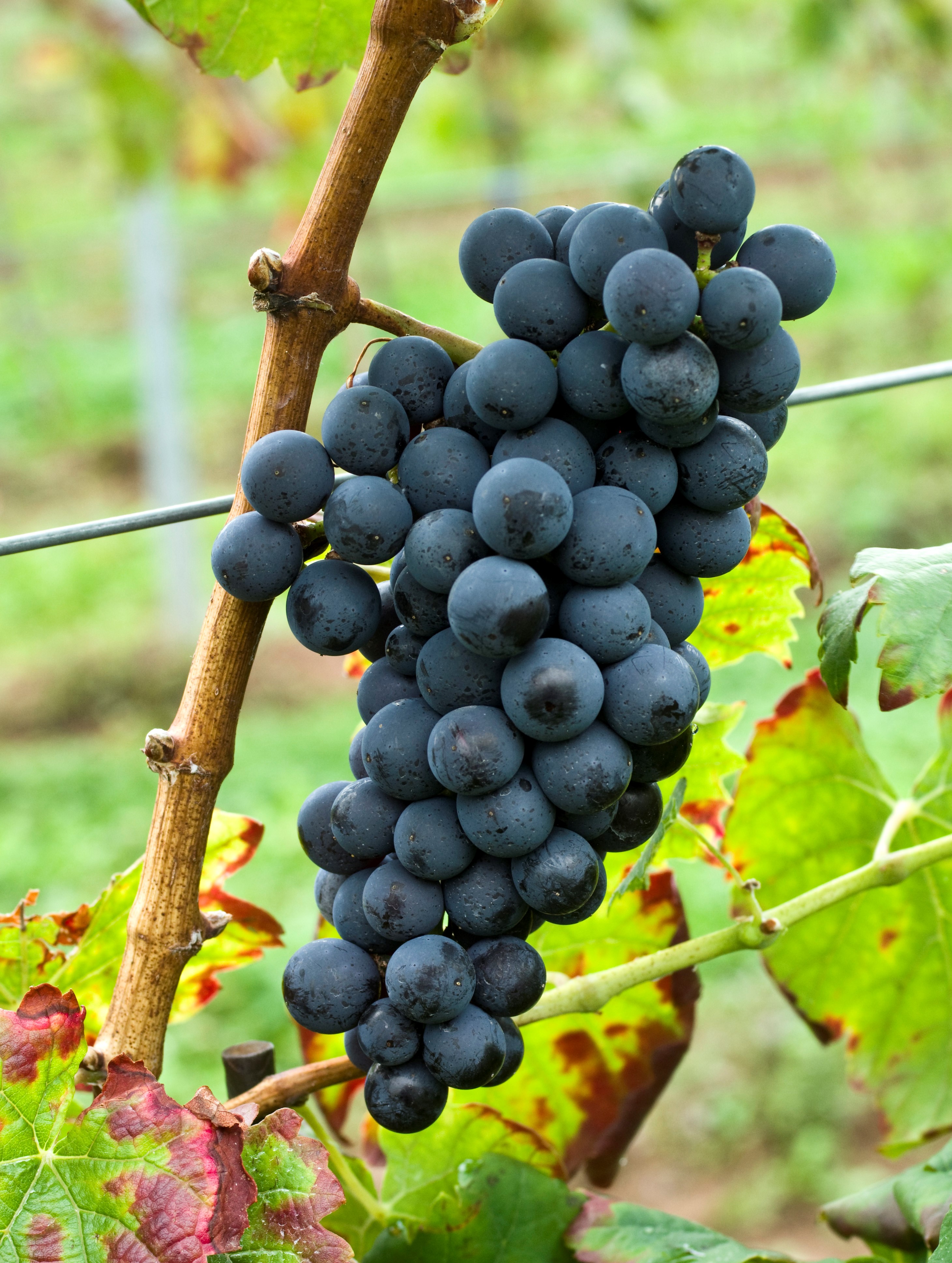 VIVC79 AFFENTHALER Cluster in the field 18515