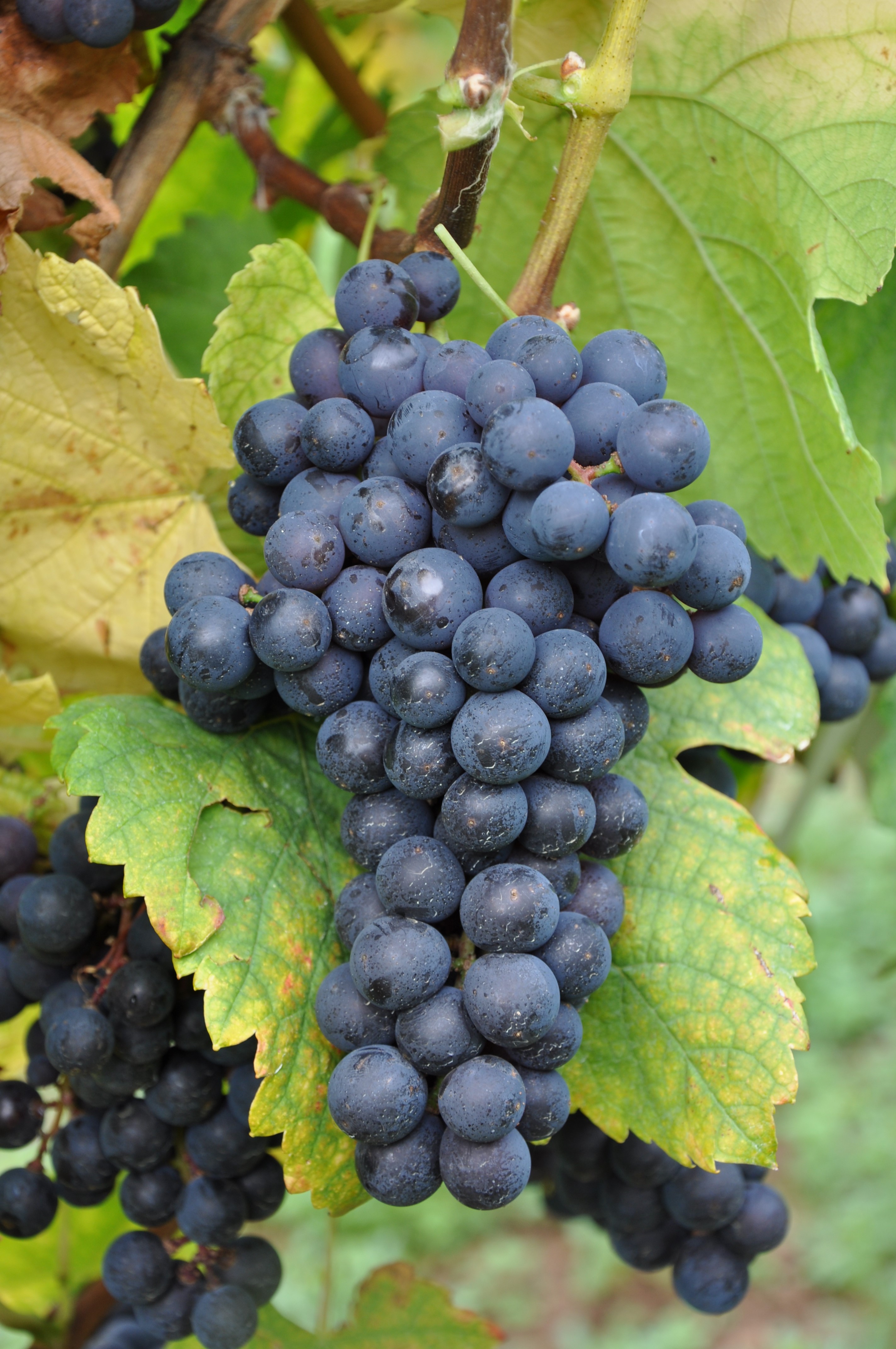 VIVC79 AFFENTHALER Cluster in the field 2348