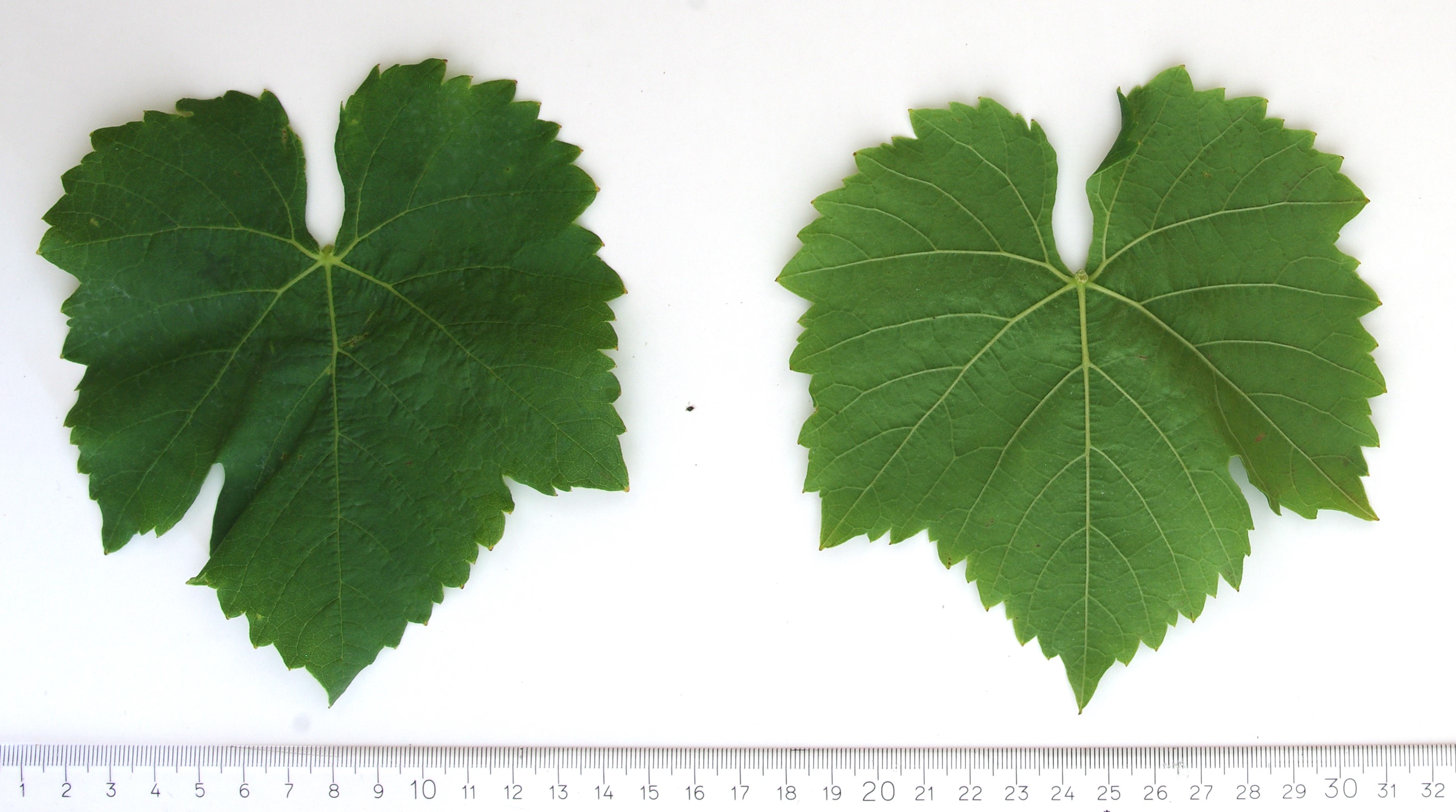 VIVC226 ALBALONGA Mature leaf 4389