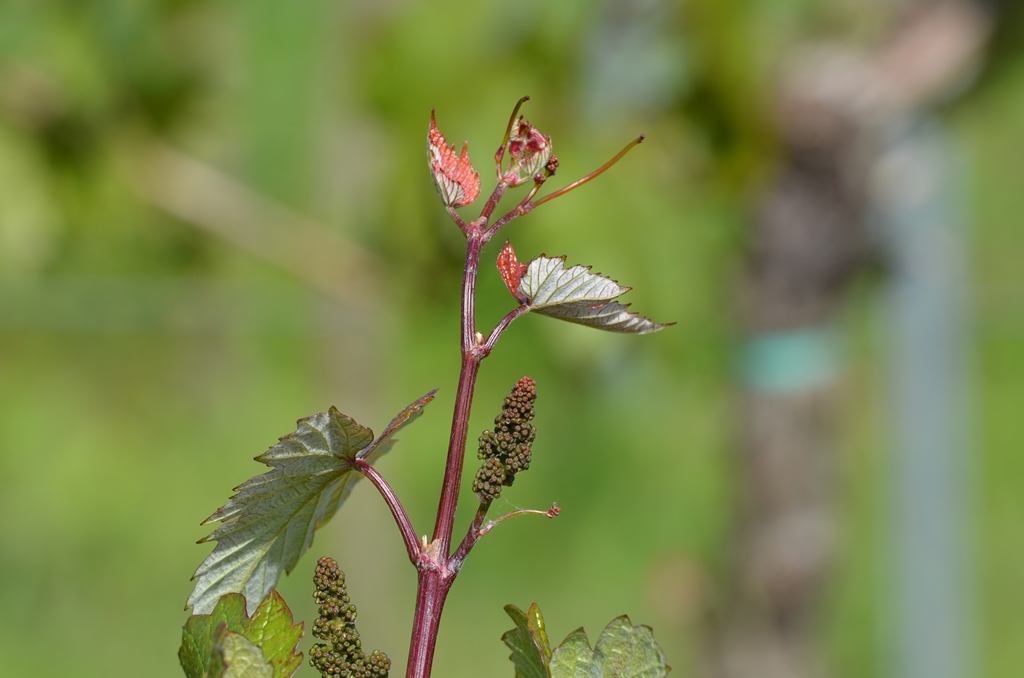 ANT 9890 Cabernet Mitos