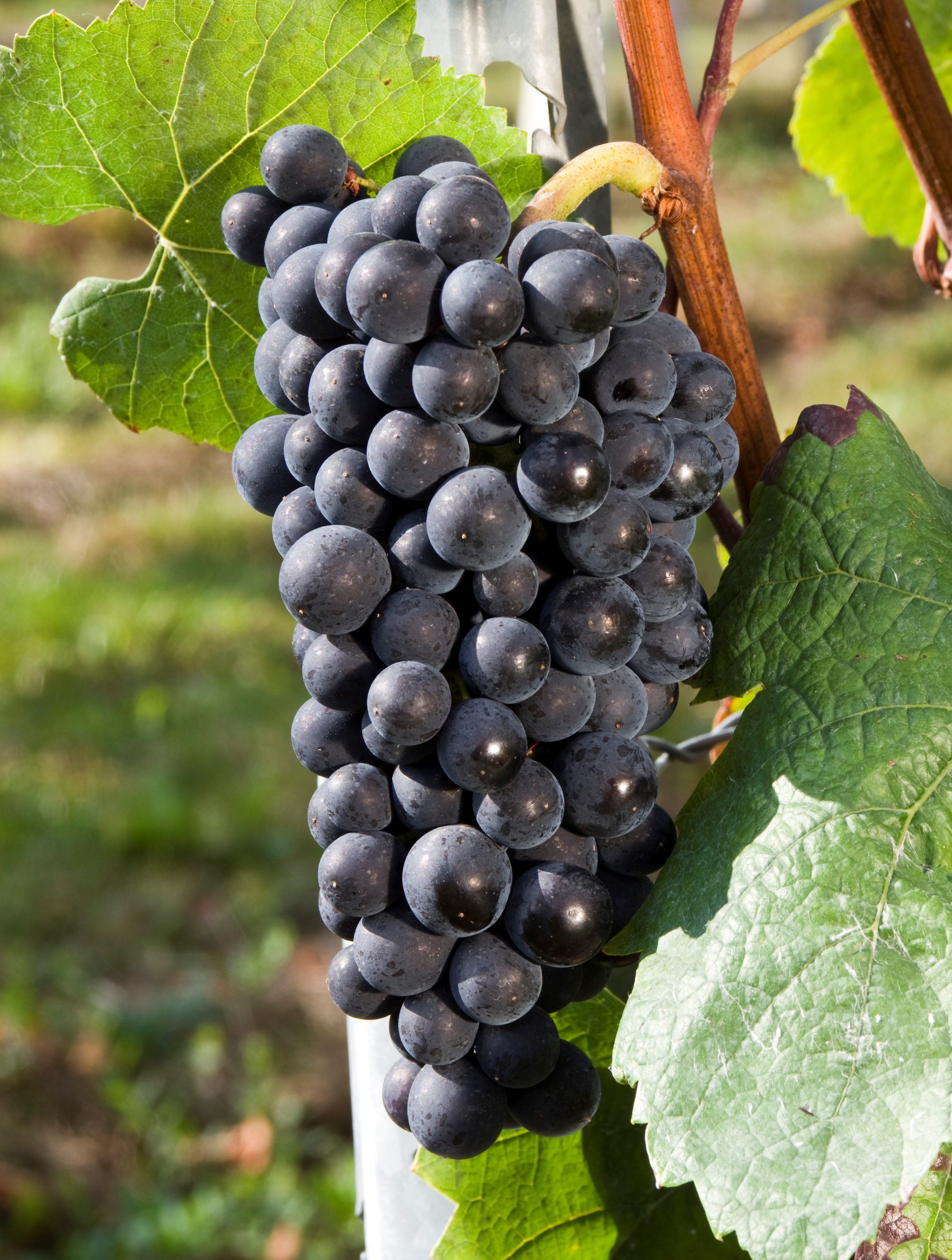 VIVC9279 PINOT NOIR Cluster in the field 17199