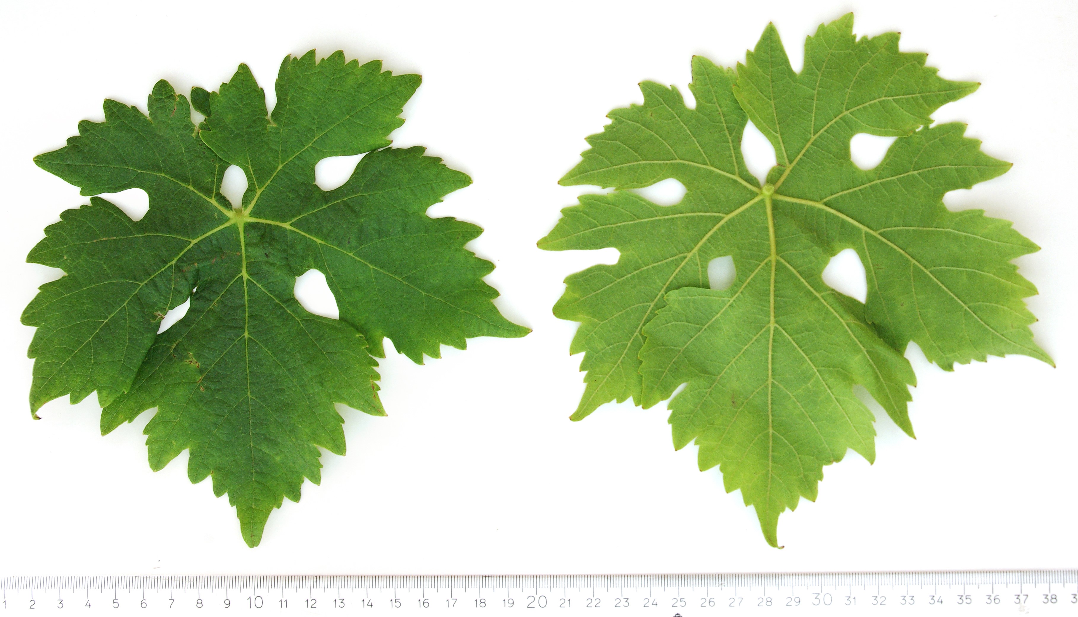 VIVC630 ARNSBURGER Mature leaf 4173
