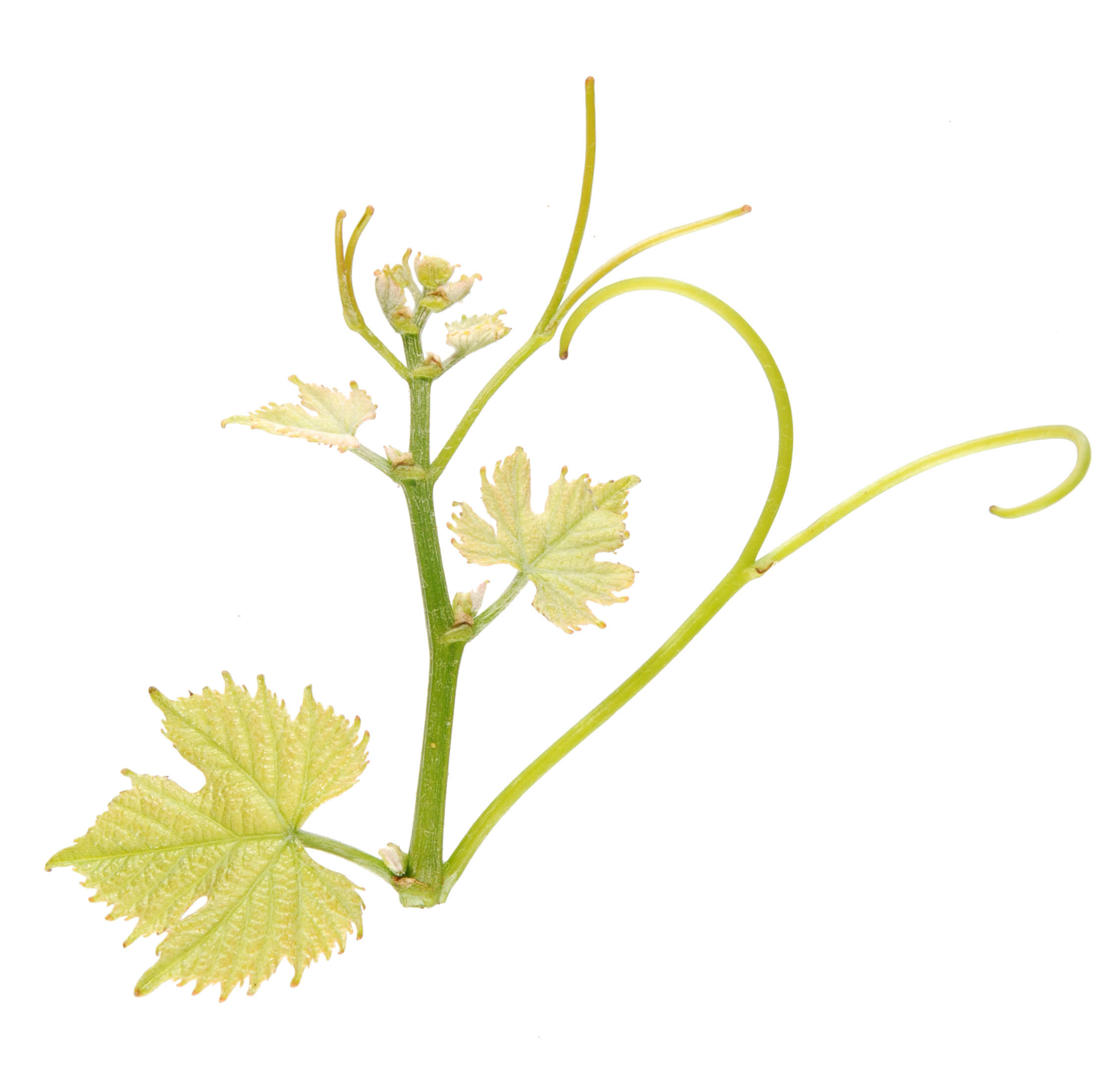 6877 artys bg spjpg 1718288041133