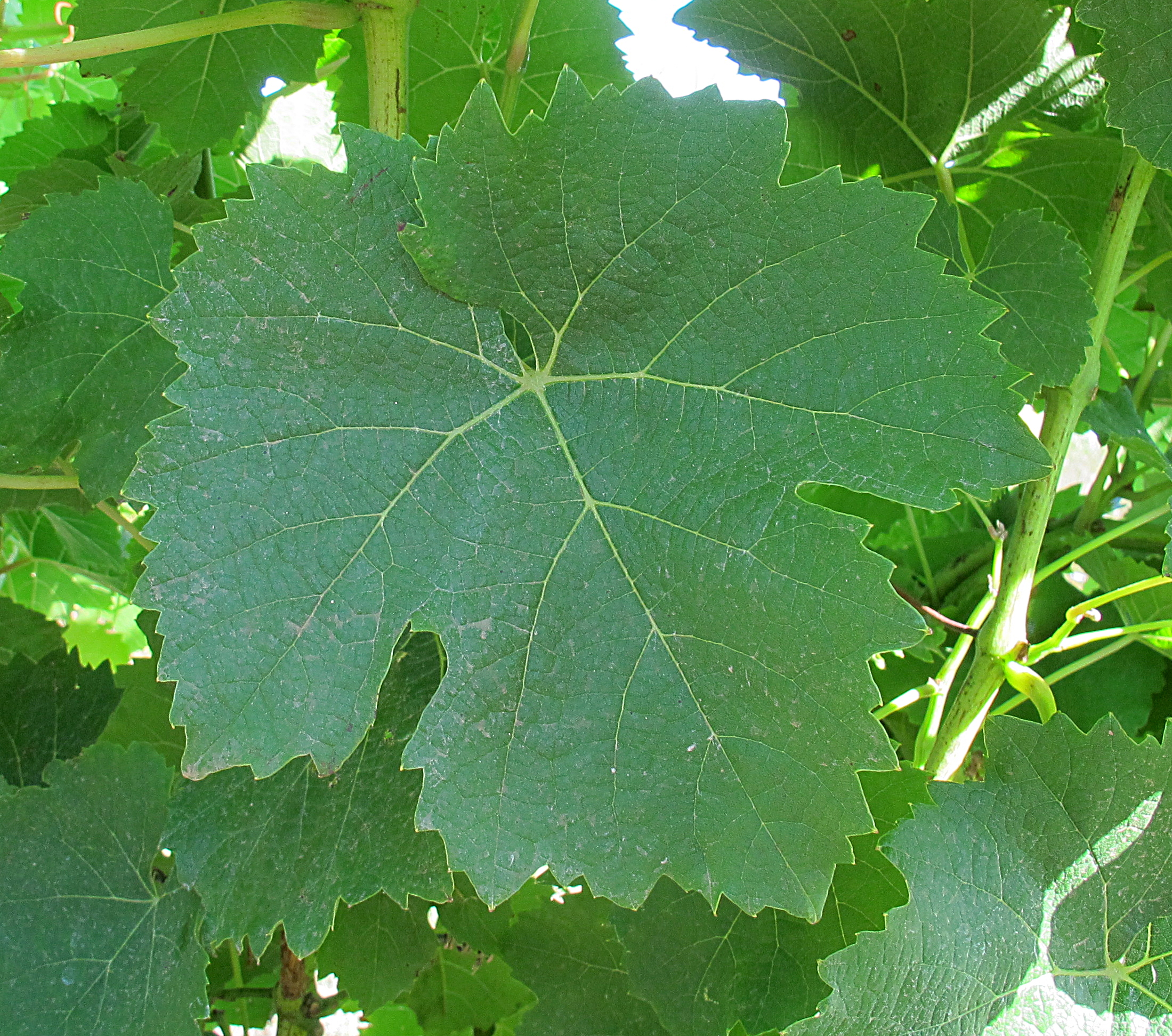 6877 artys fa tl modifjpg 1742555053848