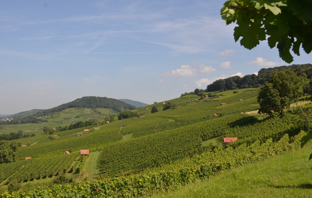 Blick ueber die Heppenheimer und Bensheimer Weinlagen ANT 9246