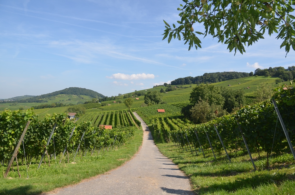 Weinlagen zwischen Heppenheim und Bensheim 1 ANT 9242