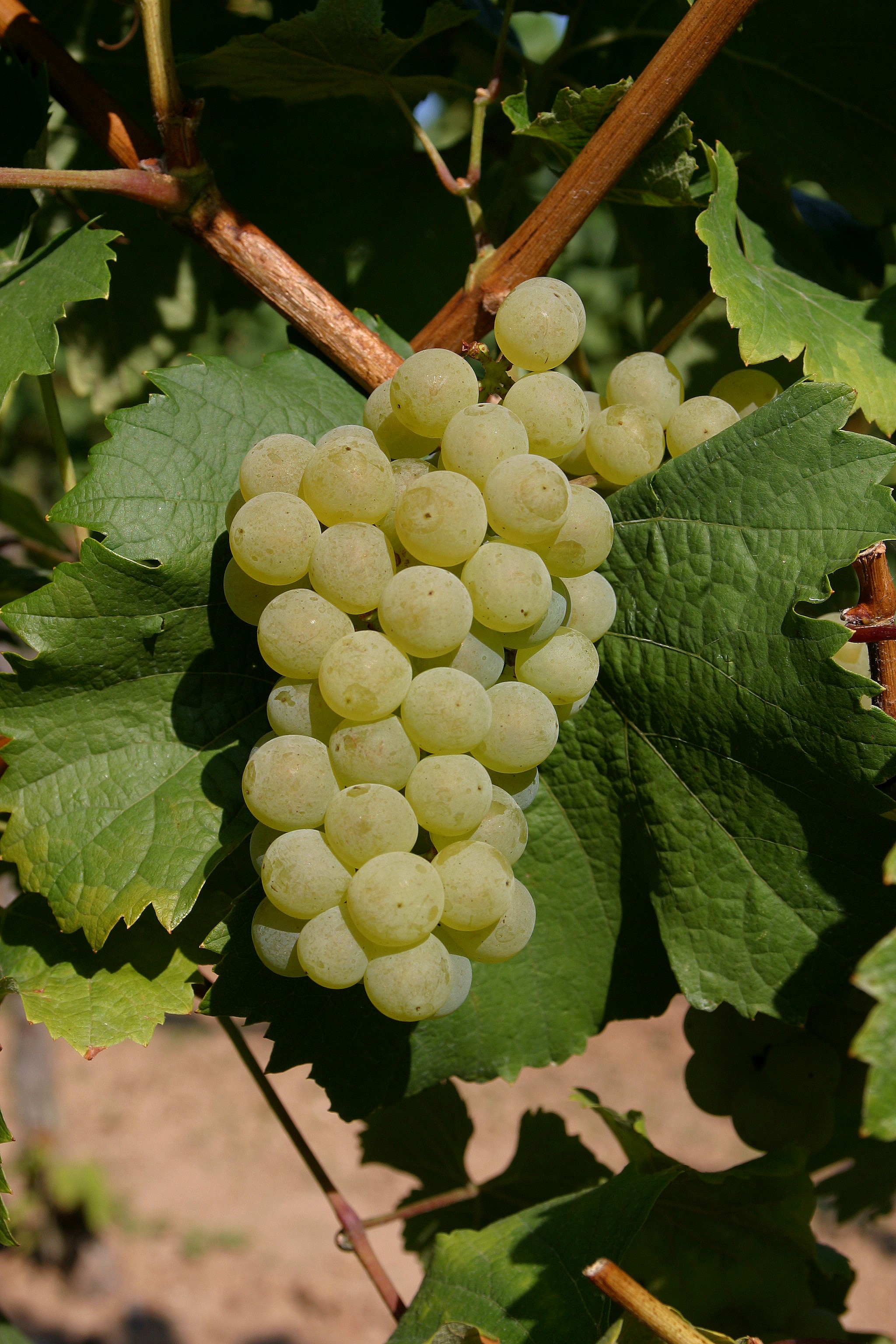VIVC851 BACCHUS WEISS Cluster in the field 9097