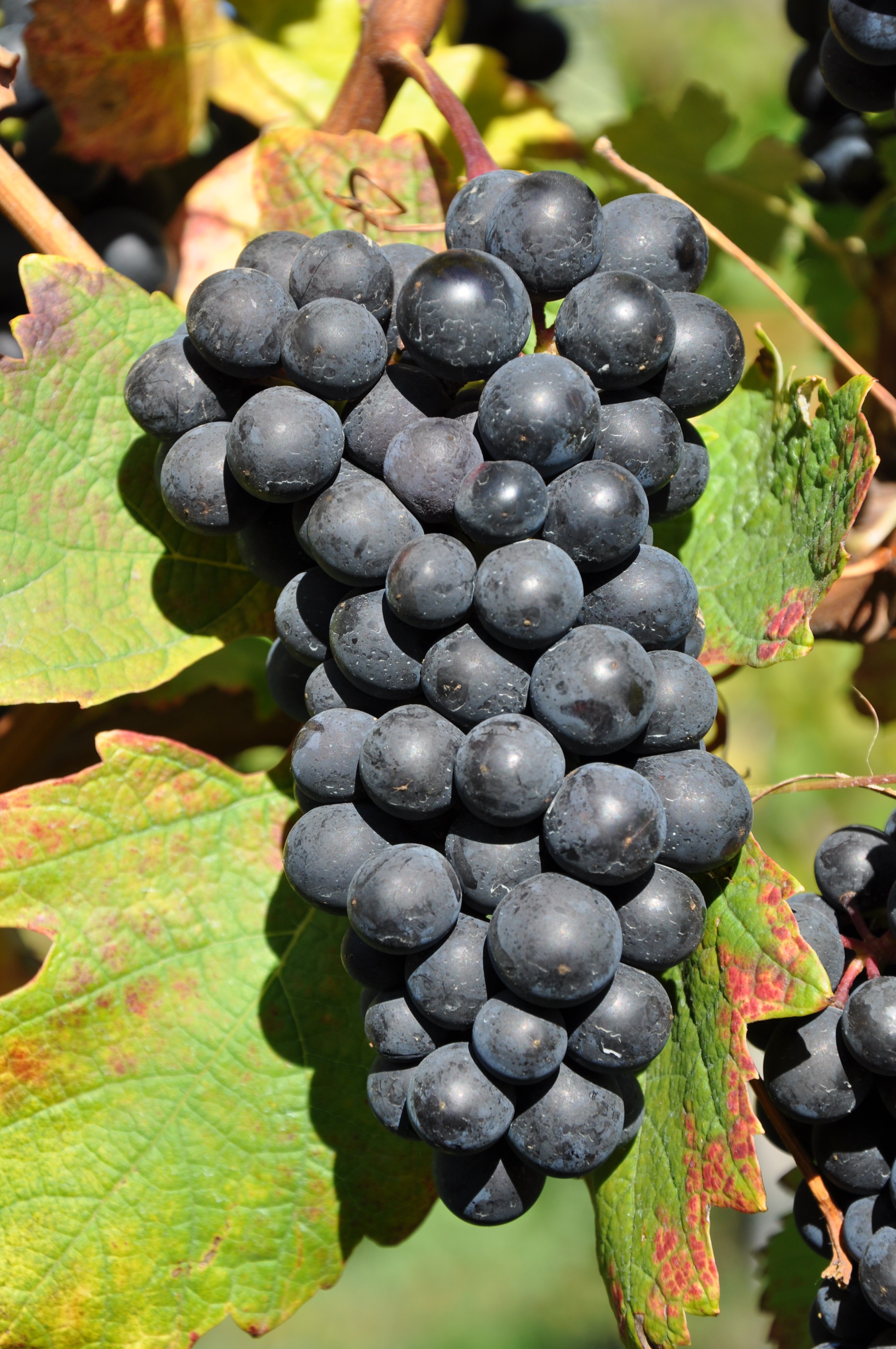 VIVC974 BARBERA NERA Cluster in the field 2462