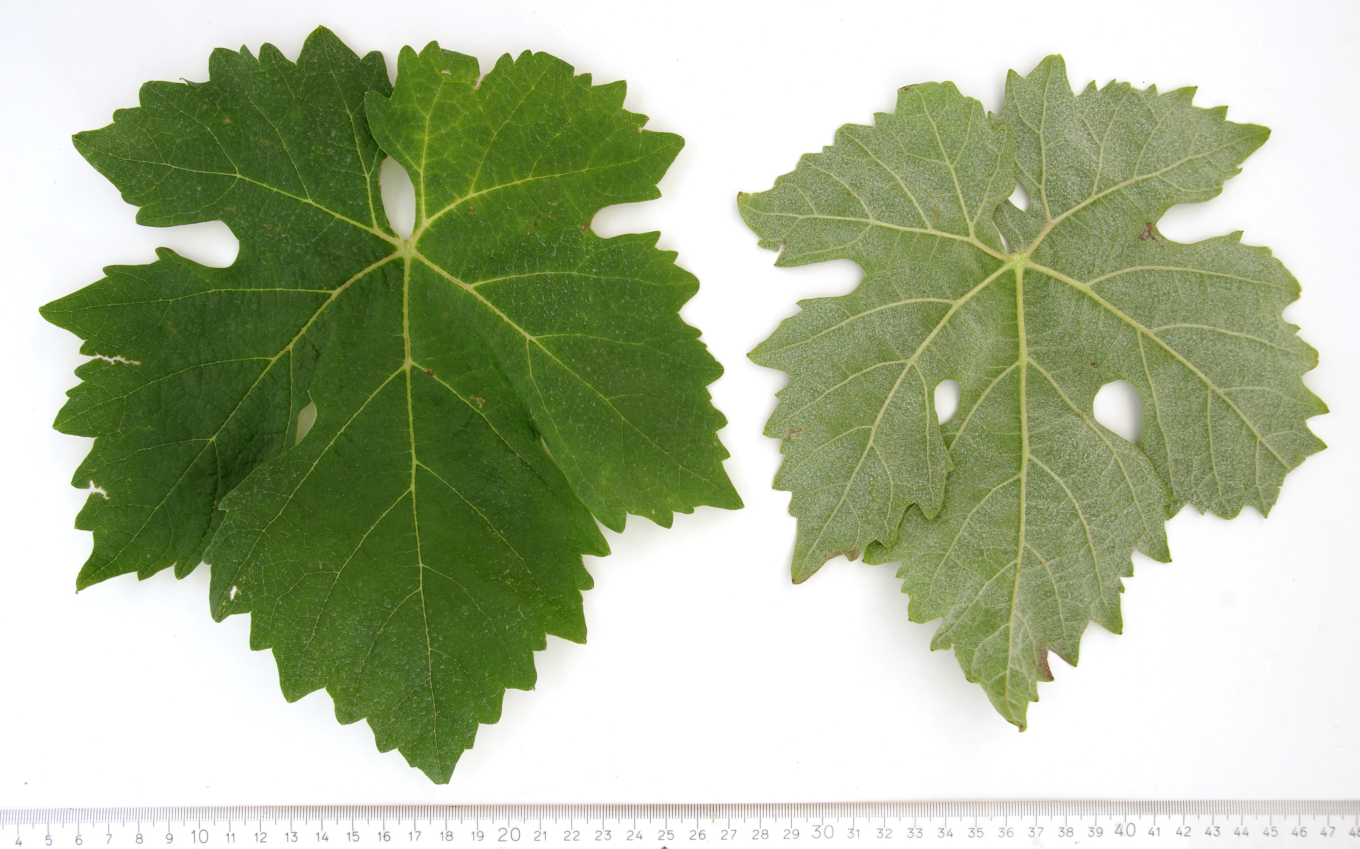 VIVC974 BARBERA NERA Mature leaf 4183