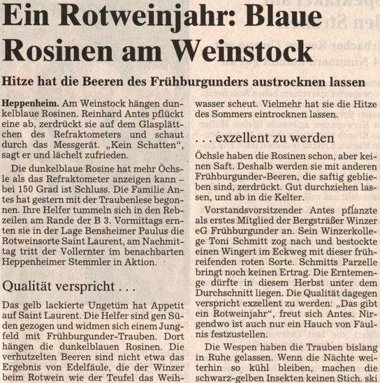 2003-09-03 Ein Rotweinjahr - Blaue Rosinen am Weinstock