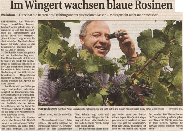 2003-09-03 Im Wingert wachsen blaue Rosinen