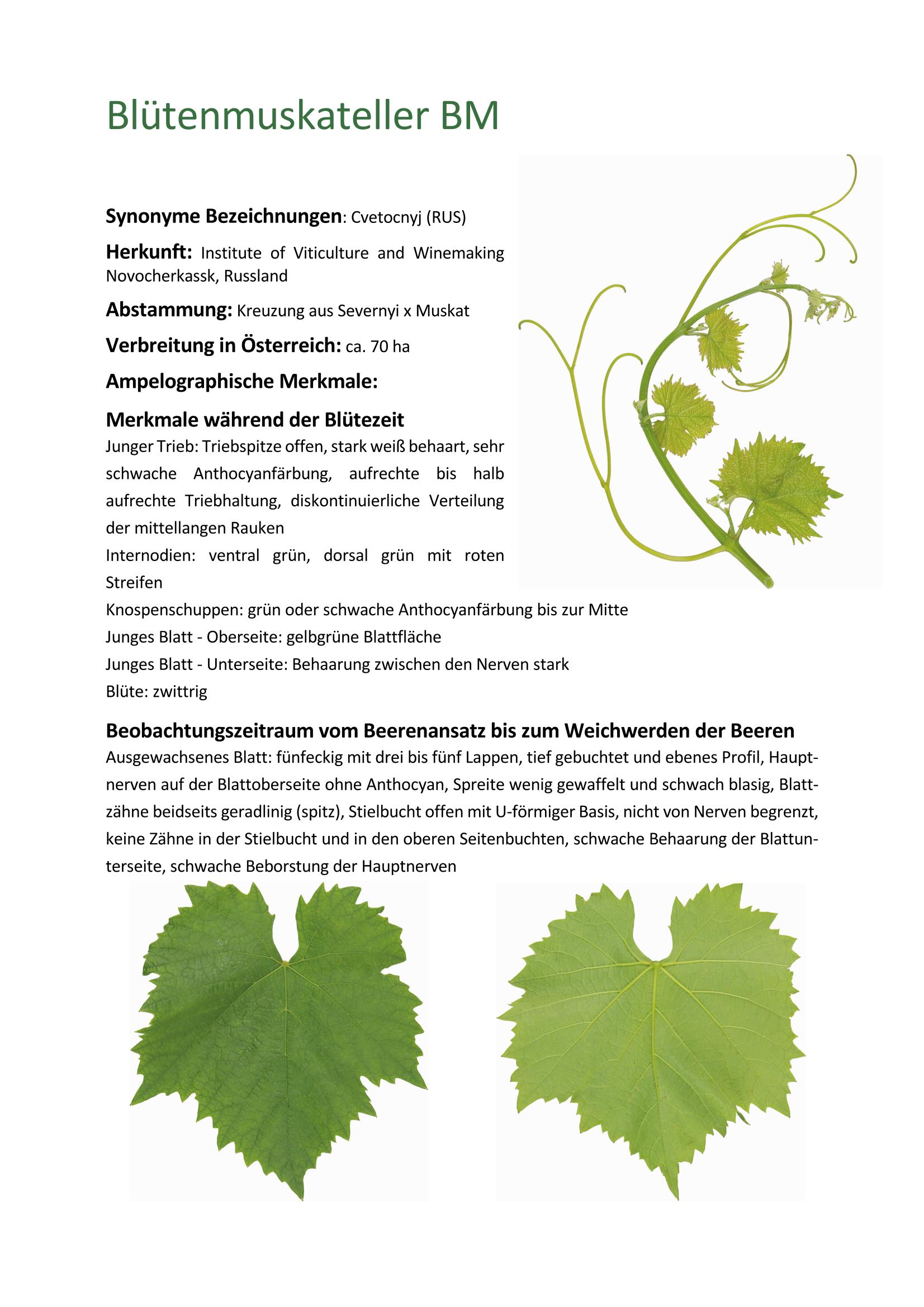 bluetenmuskateller Page 1