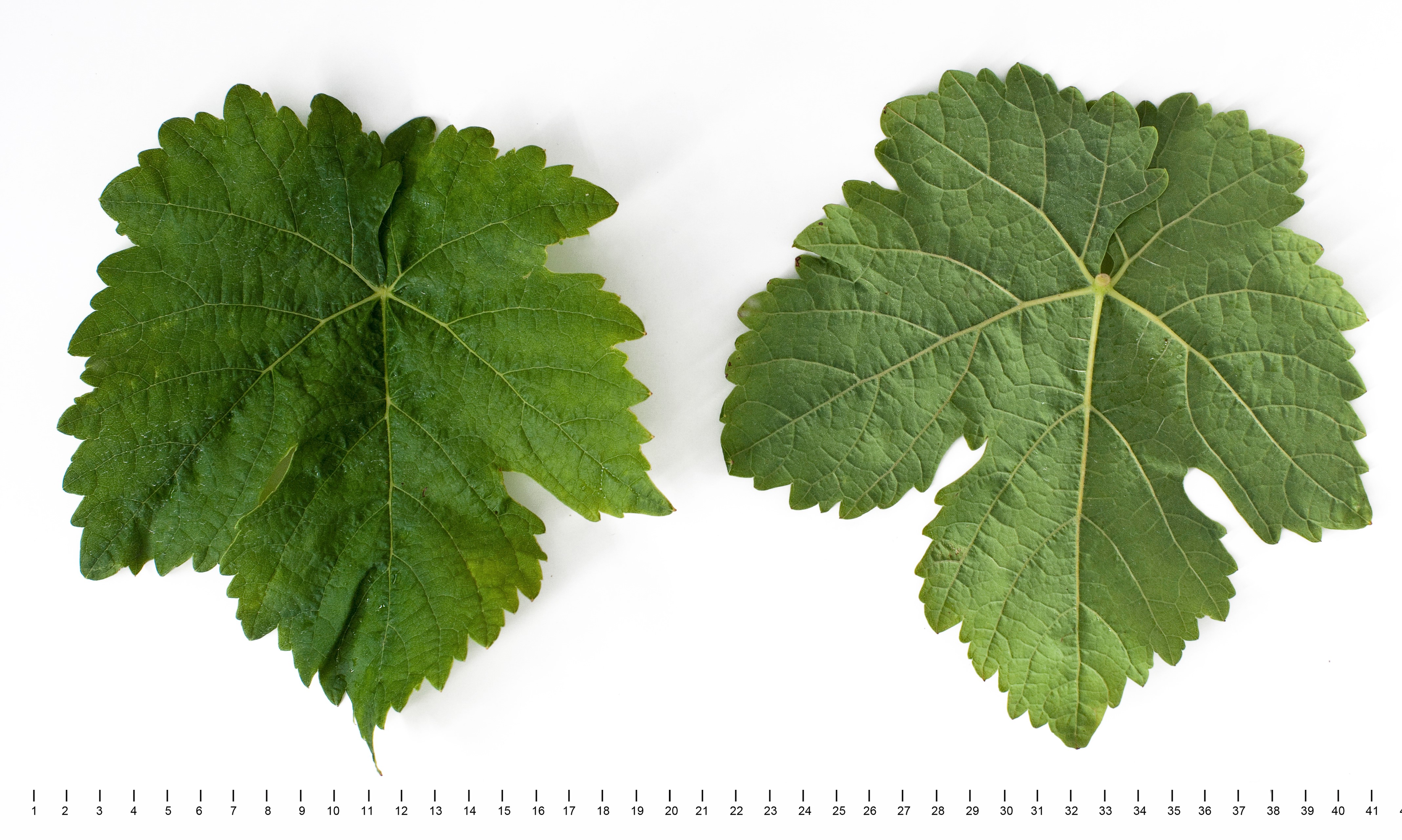 VIVC1611 BUKETTREBE Mature leaf 10779