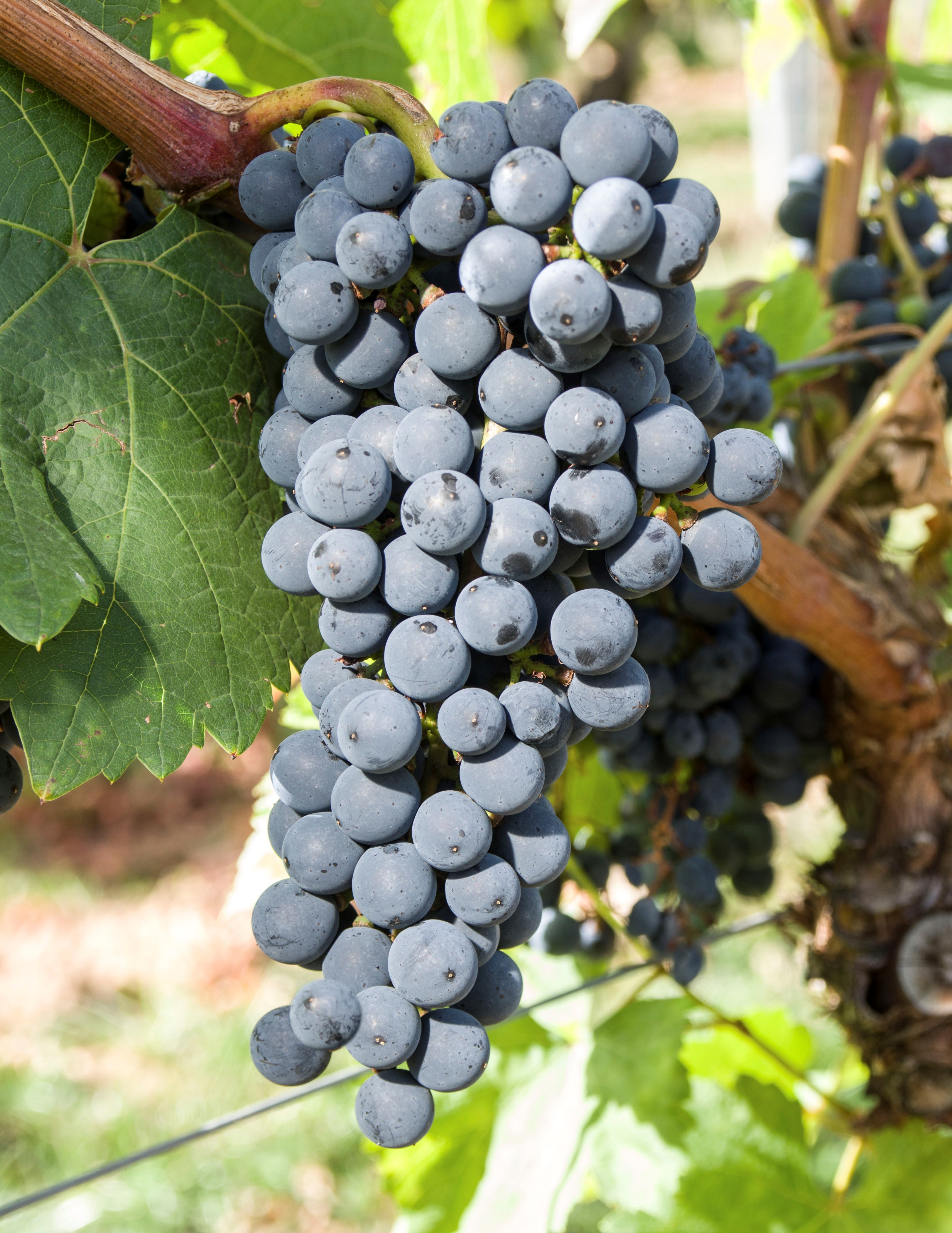 VIVC20004 CABERNET CUBIN Cluster in the field 20125