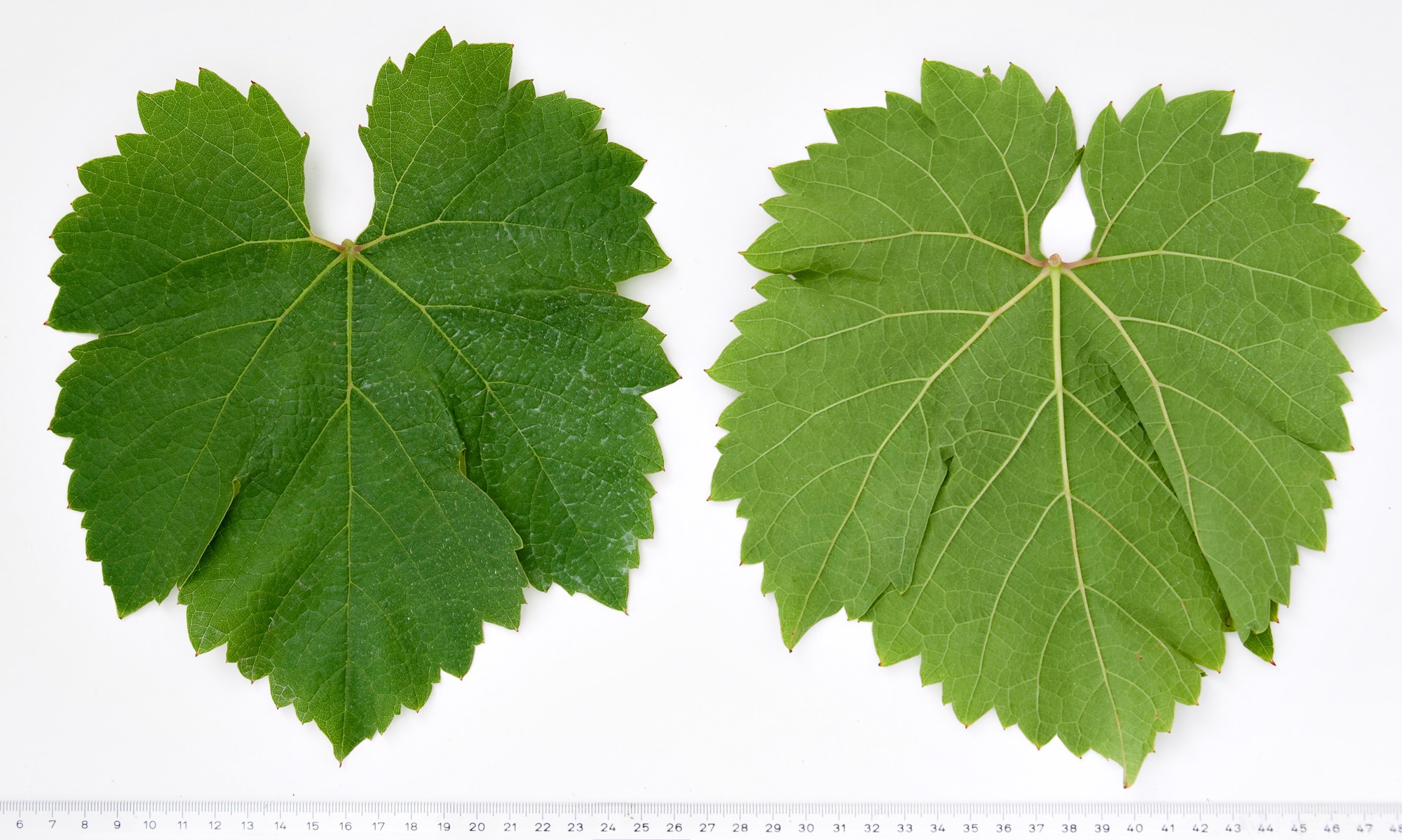 VIVC20004 CABERNET CUBIN Mature leaf 10110