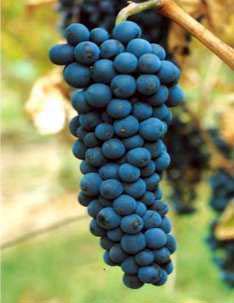 Cabernet Dorio