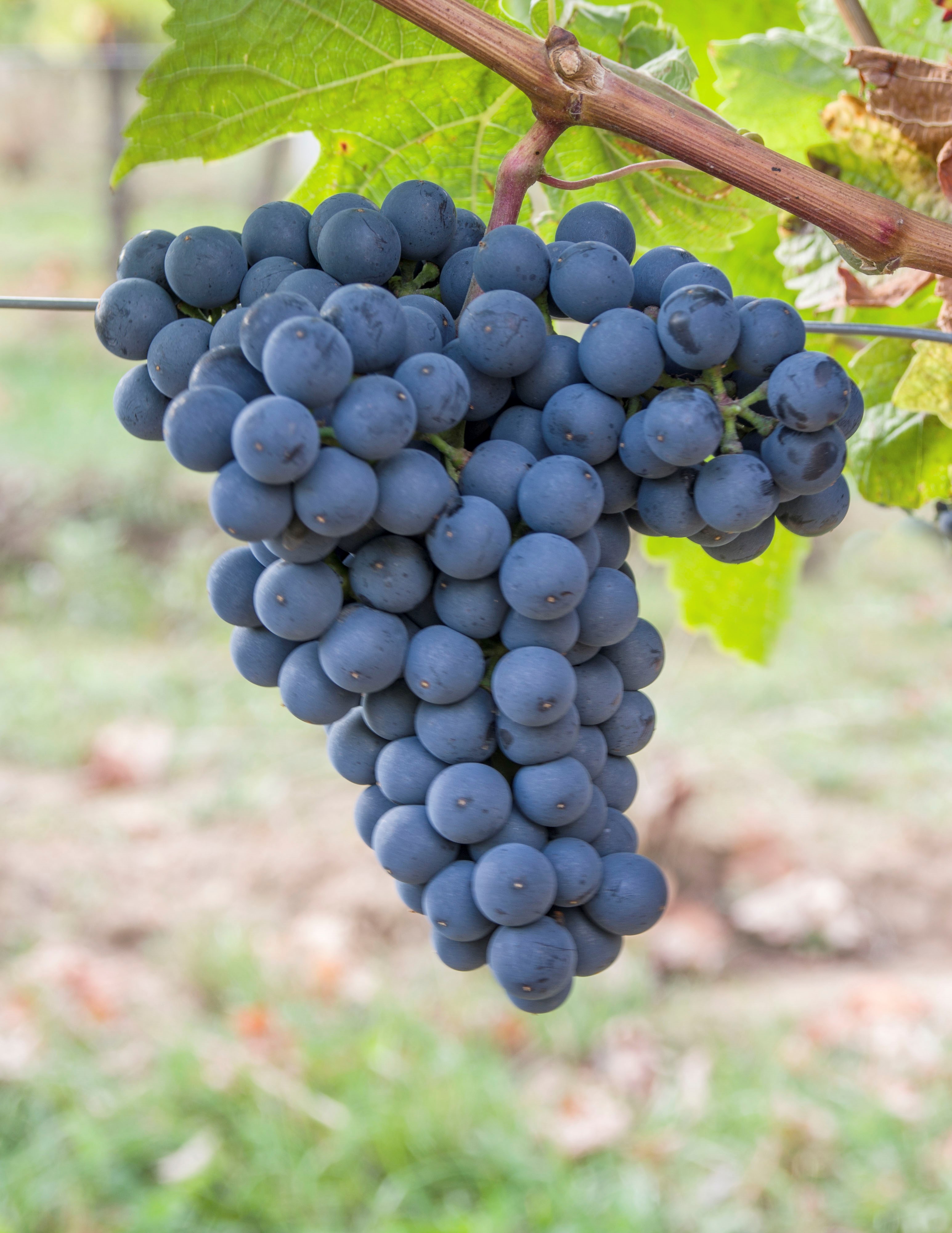 VIVC20002 CABERNET DORSA Cluster in the field 20126