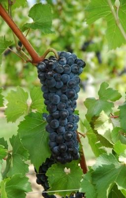 Cabernet Eidos