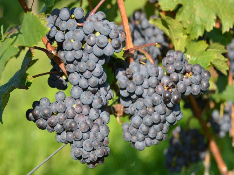Cabernet Franc 5 Gm ANT 6429