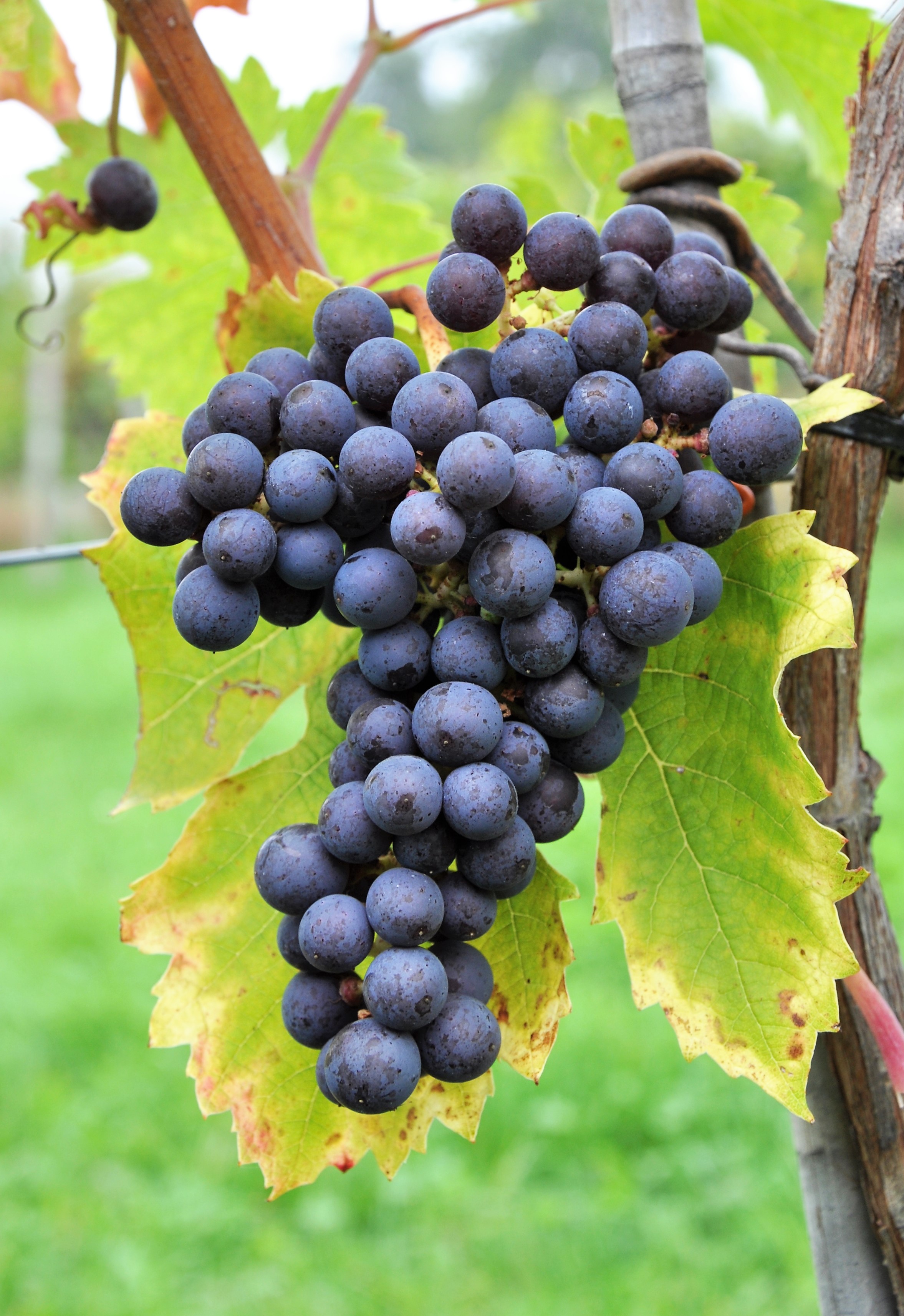 VIVC1927 CABERNET FRANC Cluster in the field 2567