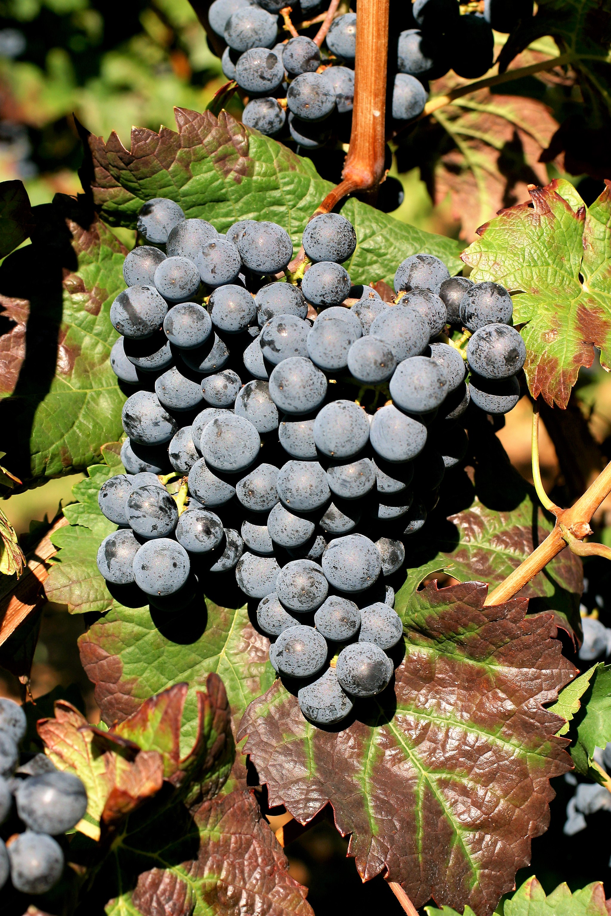 VIVC1927 CABERNET FRANC Cluster in the field 8908