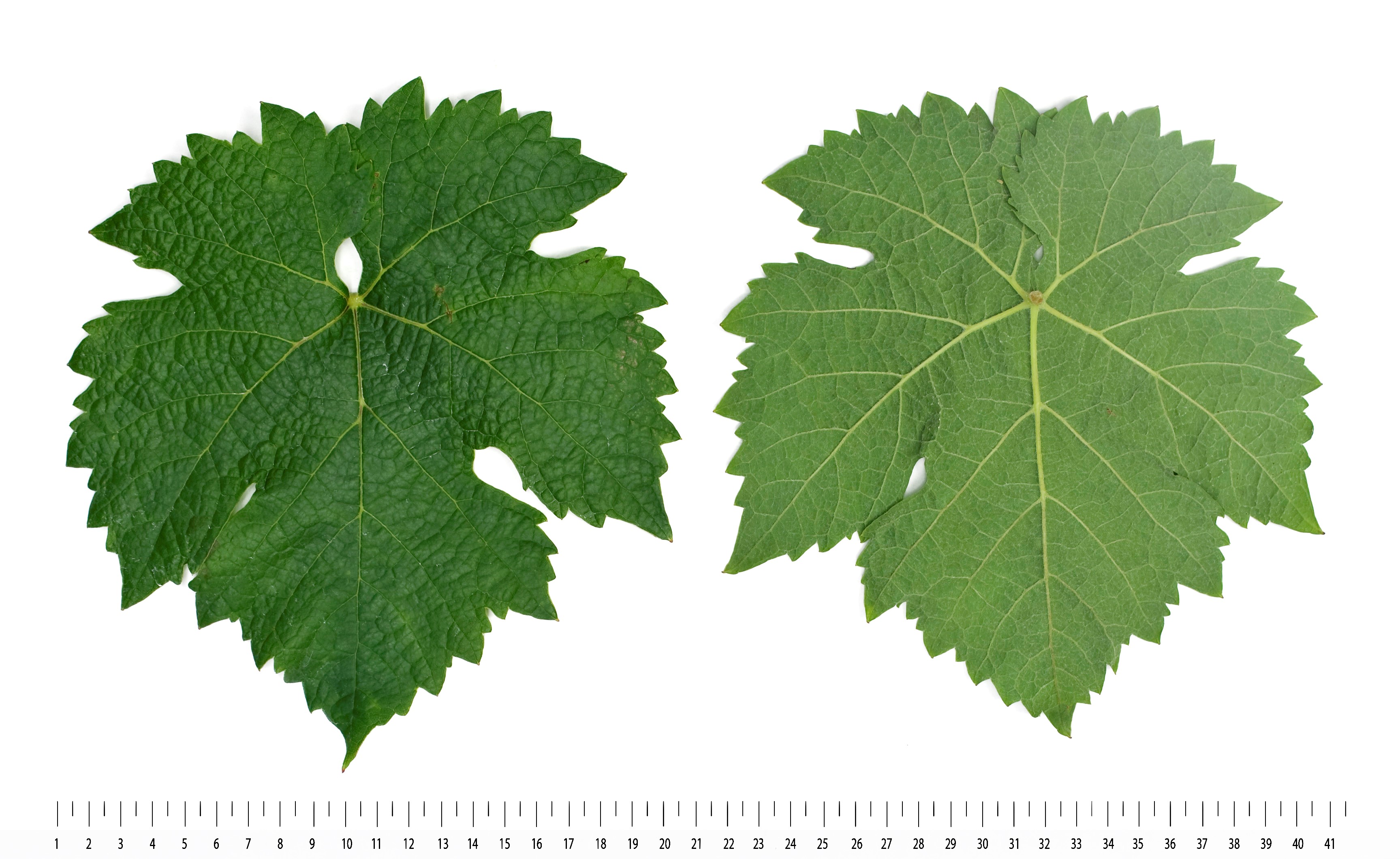 VIVC1927 CABERNET FRANC Mature leaf 18550