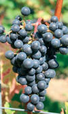 Cabernet Jura (C) Züchterfoto