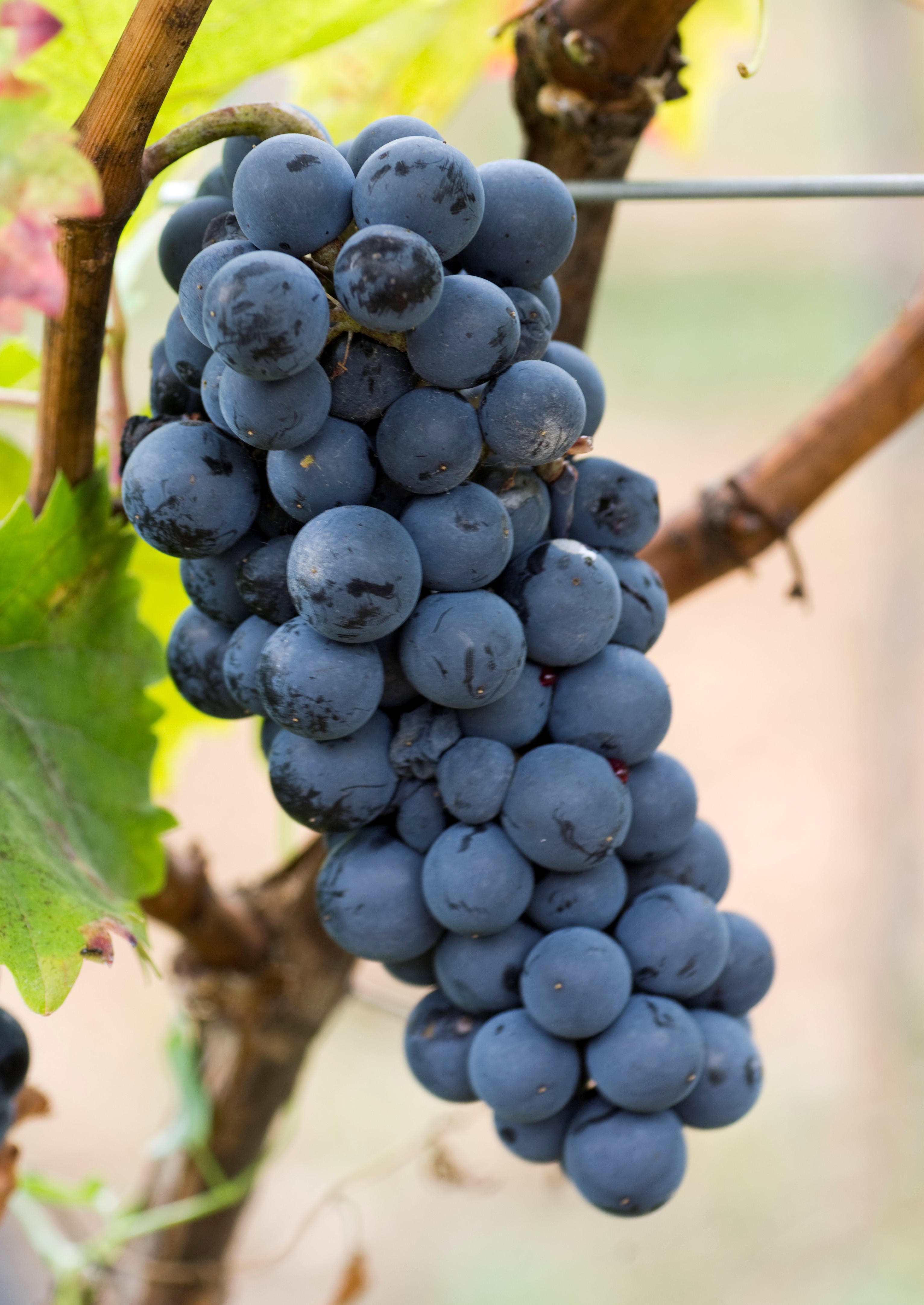 Cabernet Jura PIWI RennerW 20150417