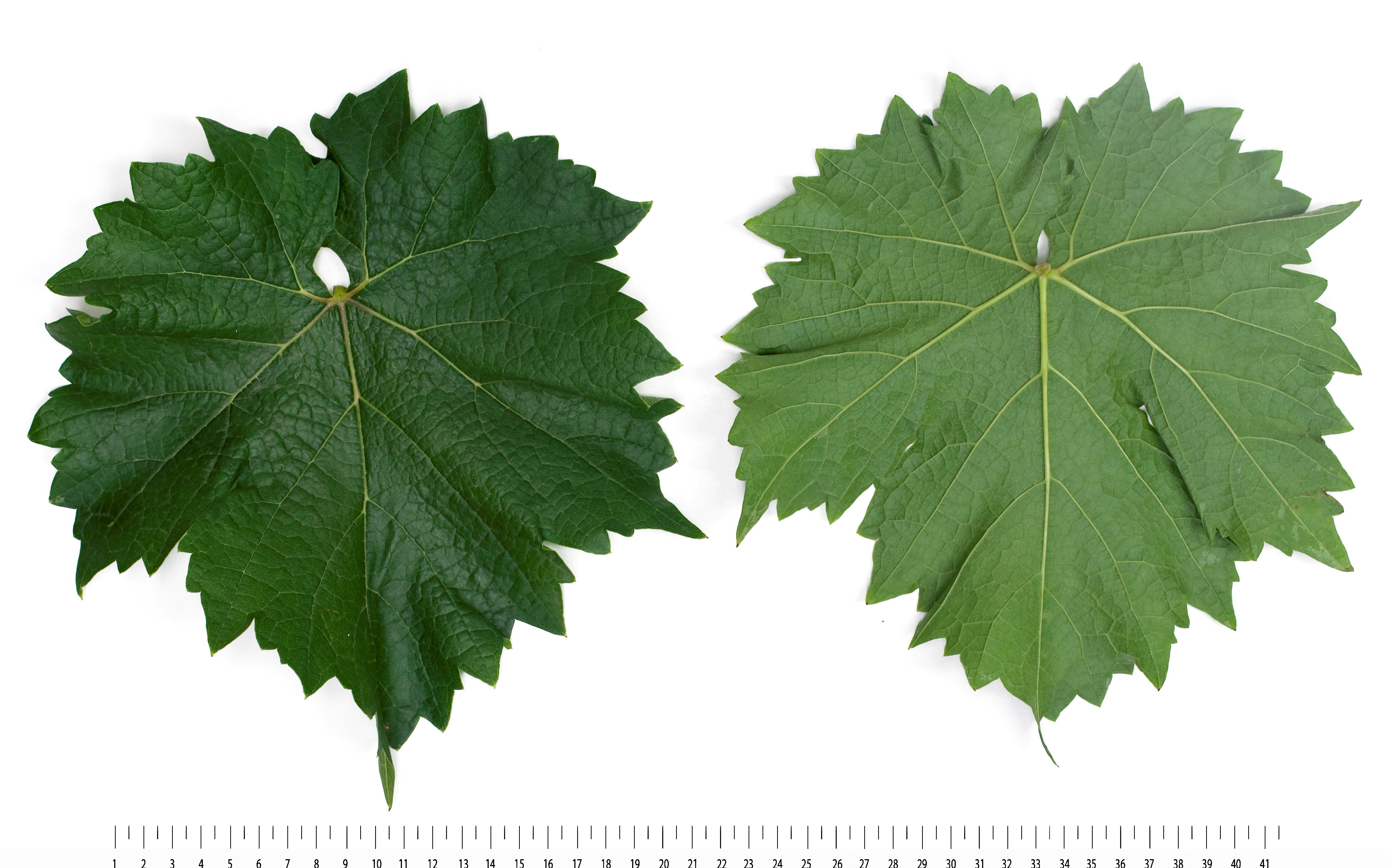 VIVC22328 CABERNET JURA Mature leaf 18551