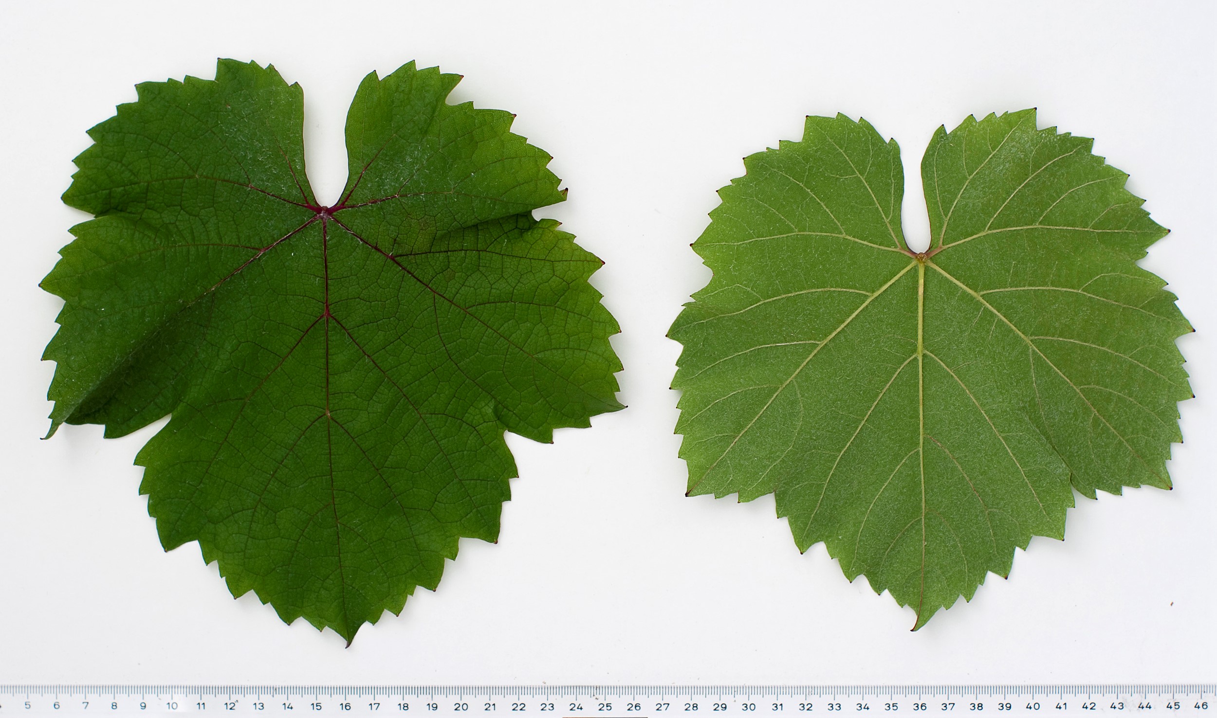 VIVC15499 CABERNET MITOS Mature leaf 10113
