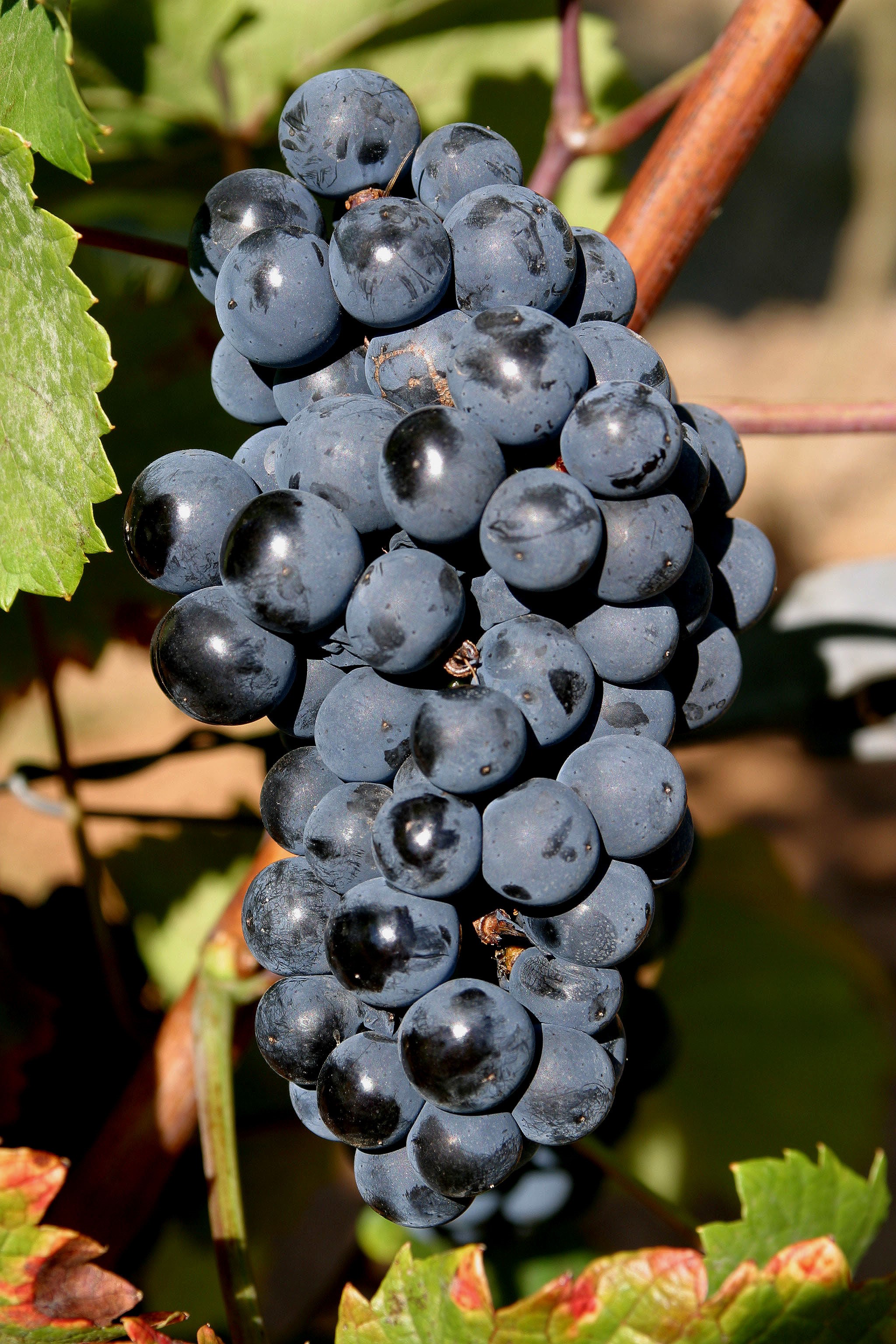 VIVC21797 CALANDRO Cluster in the field 9104