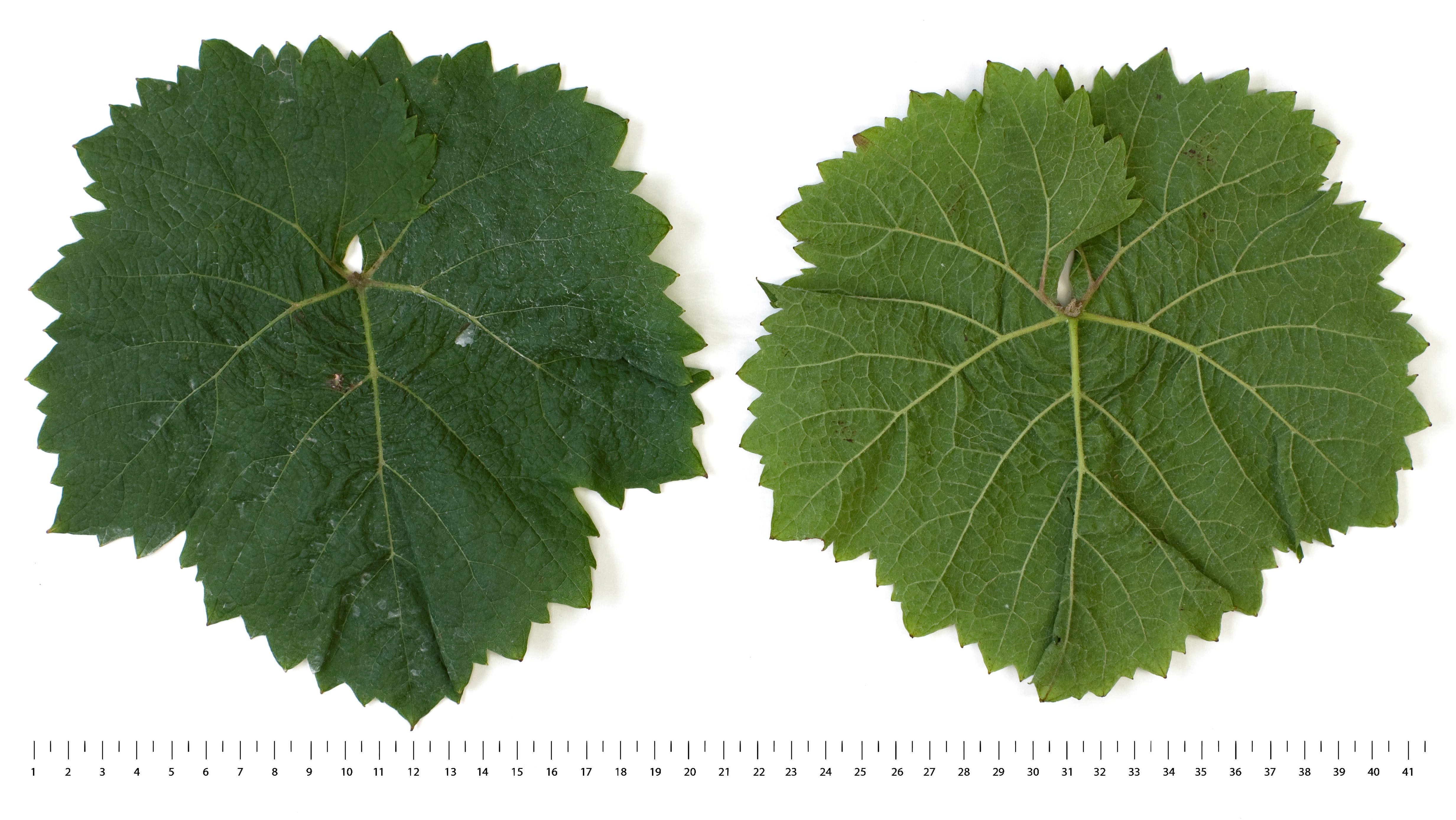 VIVC21797 CALANDRO Mature leaf 16340