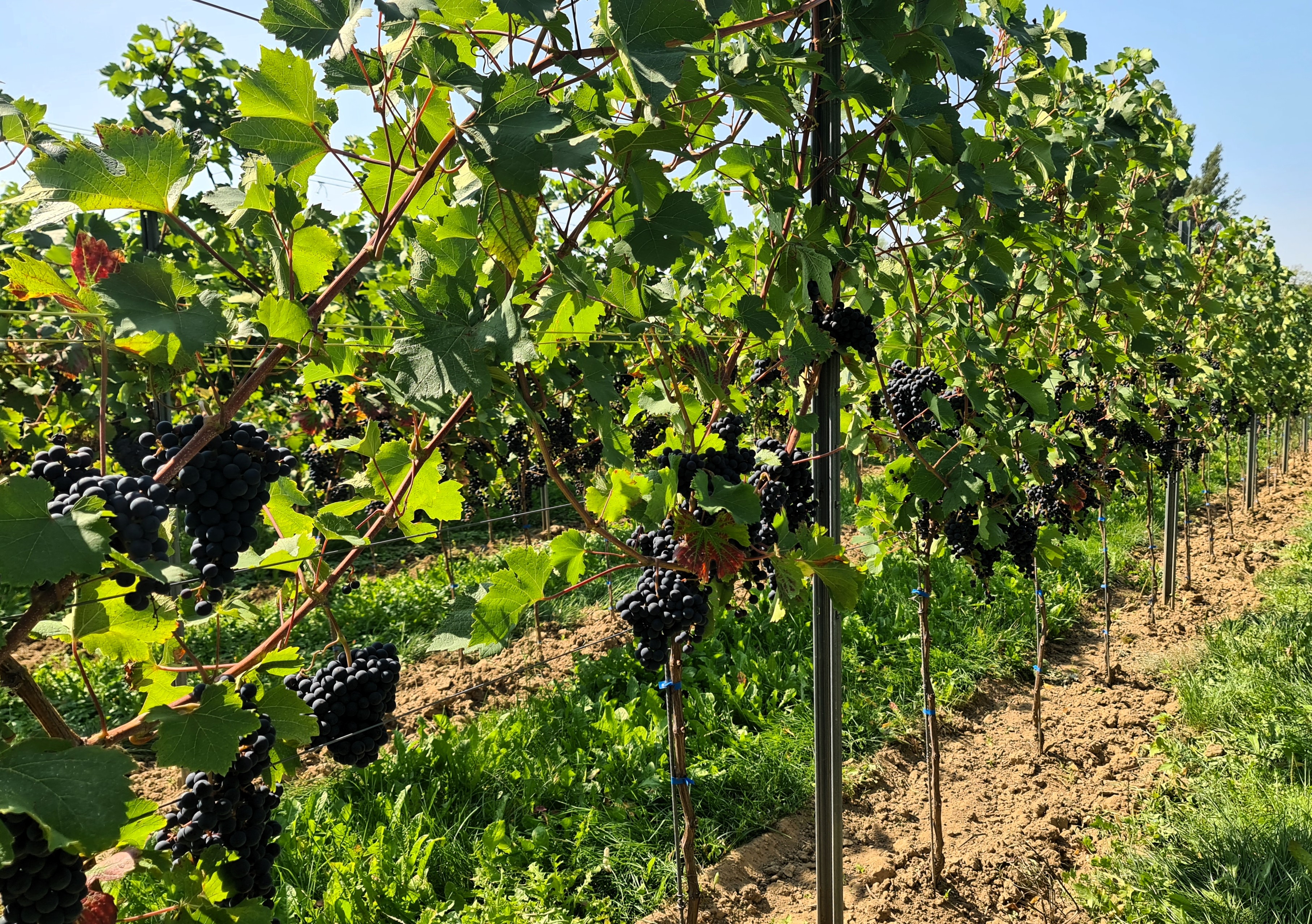 Calardis Royal 20250812 115318