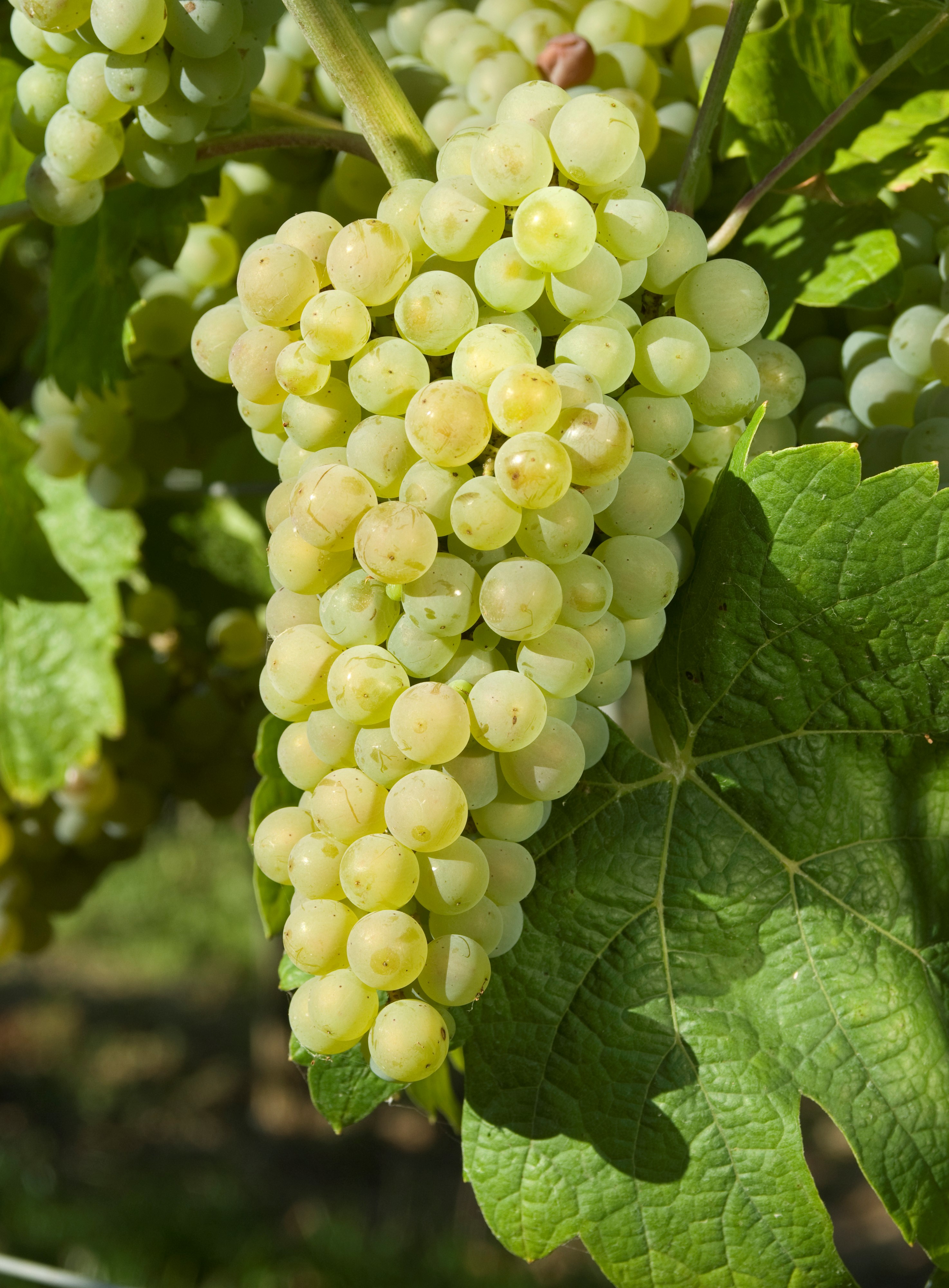 VIVC22828 CALARDIS BLANC Cluster in the field 18219