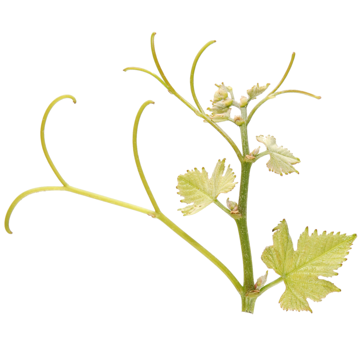 6894 calys bg lgjpg 1718093822970