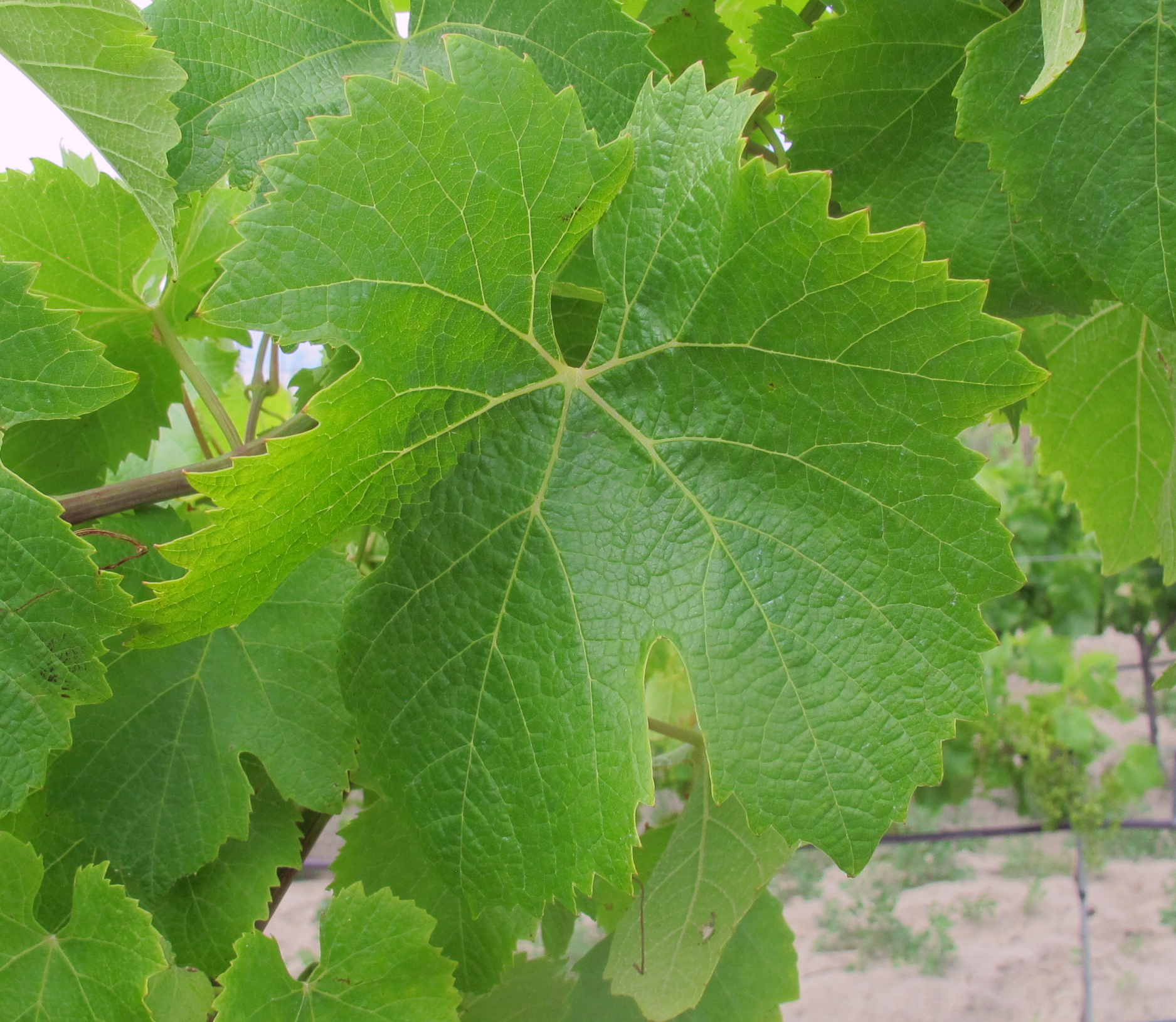 6894 calys fa tl crjpg 1742555739527