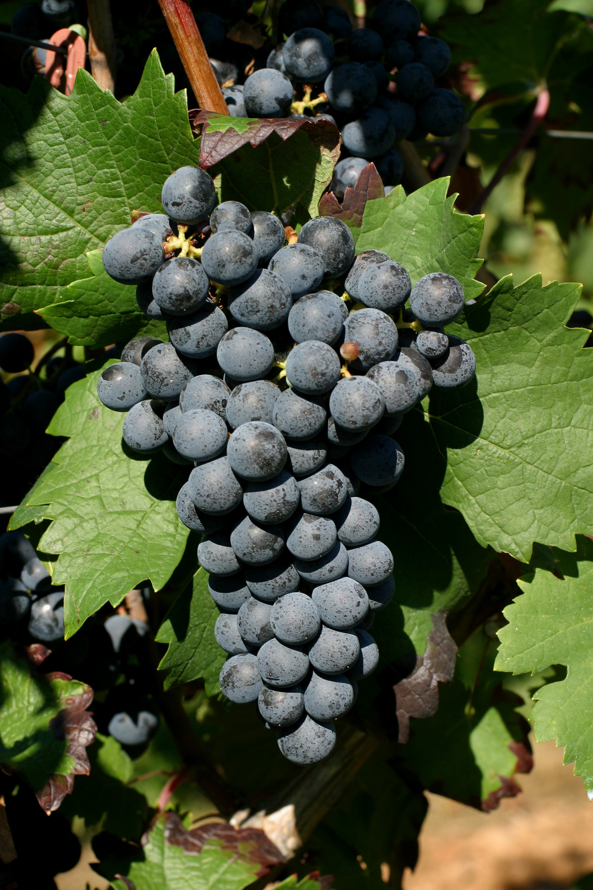 VIVC2109 CARMENERE Cluster in the field 8932