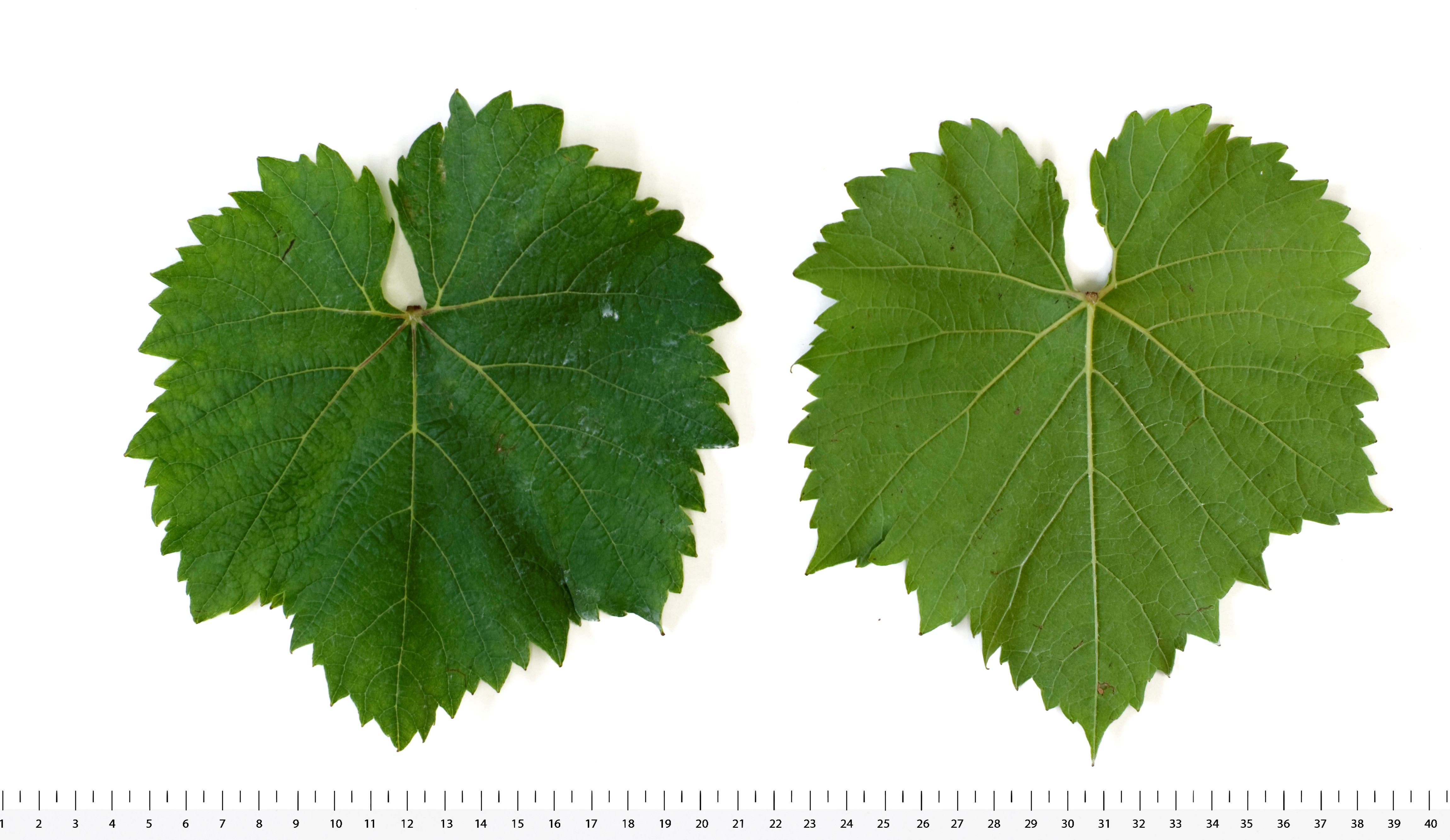 VIVC16072 CHARDONEL Mature leaf 16487 1