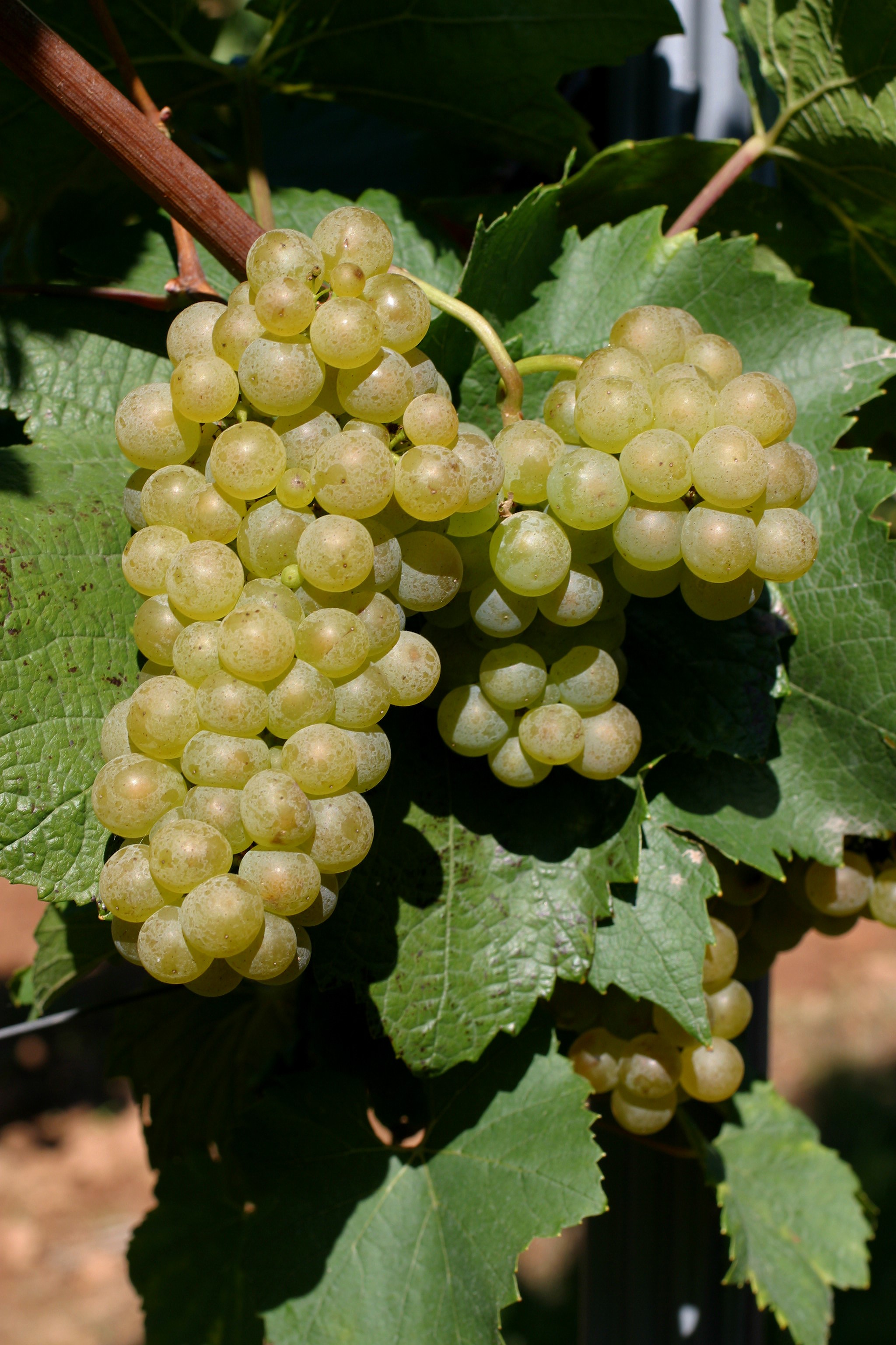 VIVC2455 CHARDONNAY BLANC Cluster in the field 8942