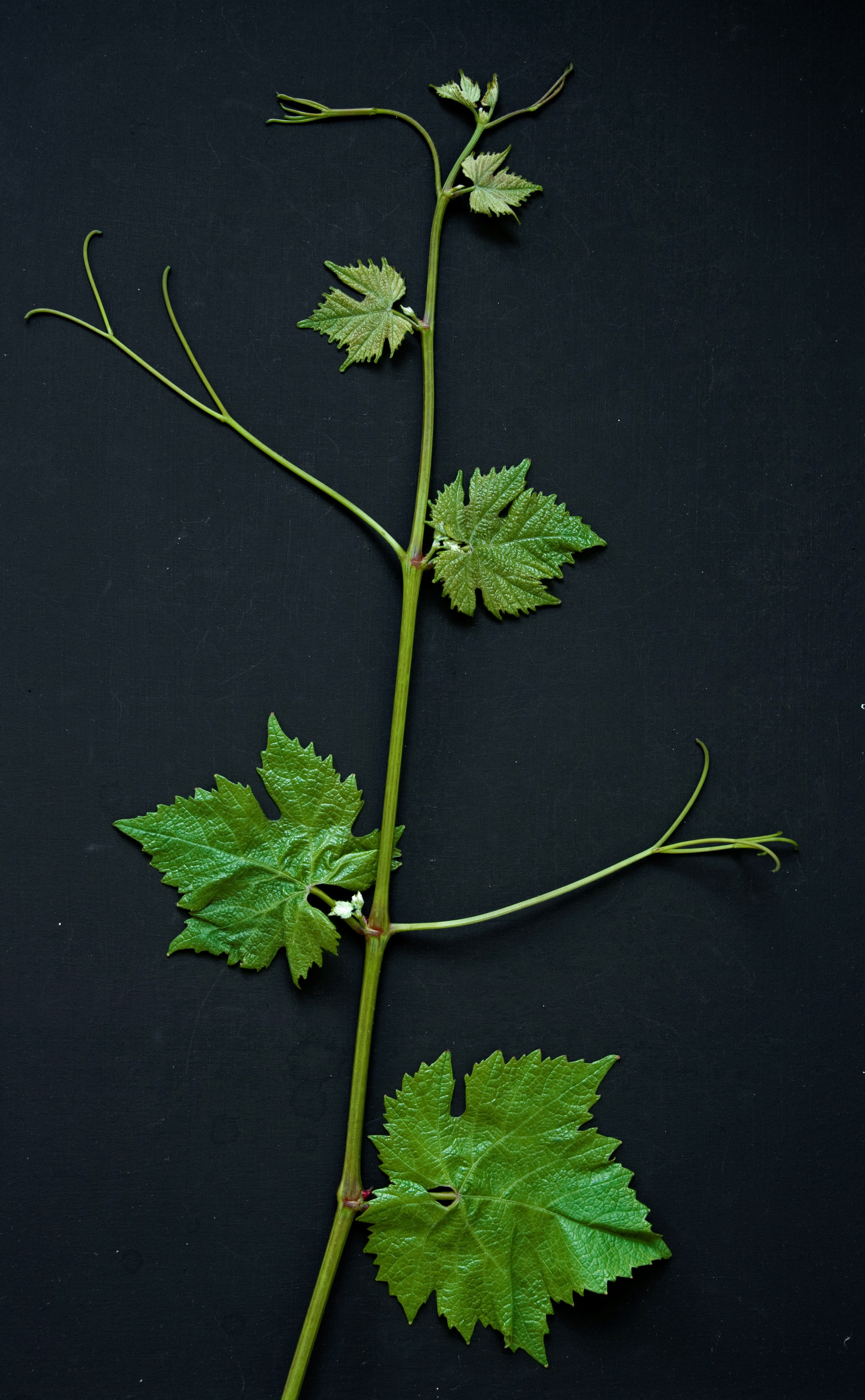 VIVC2455 CHARDONNAY BLANC Shoot tip 11451