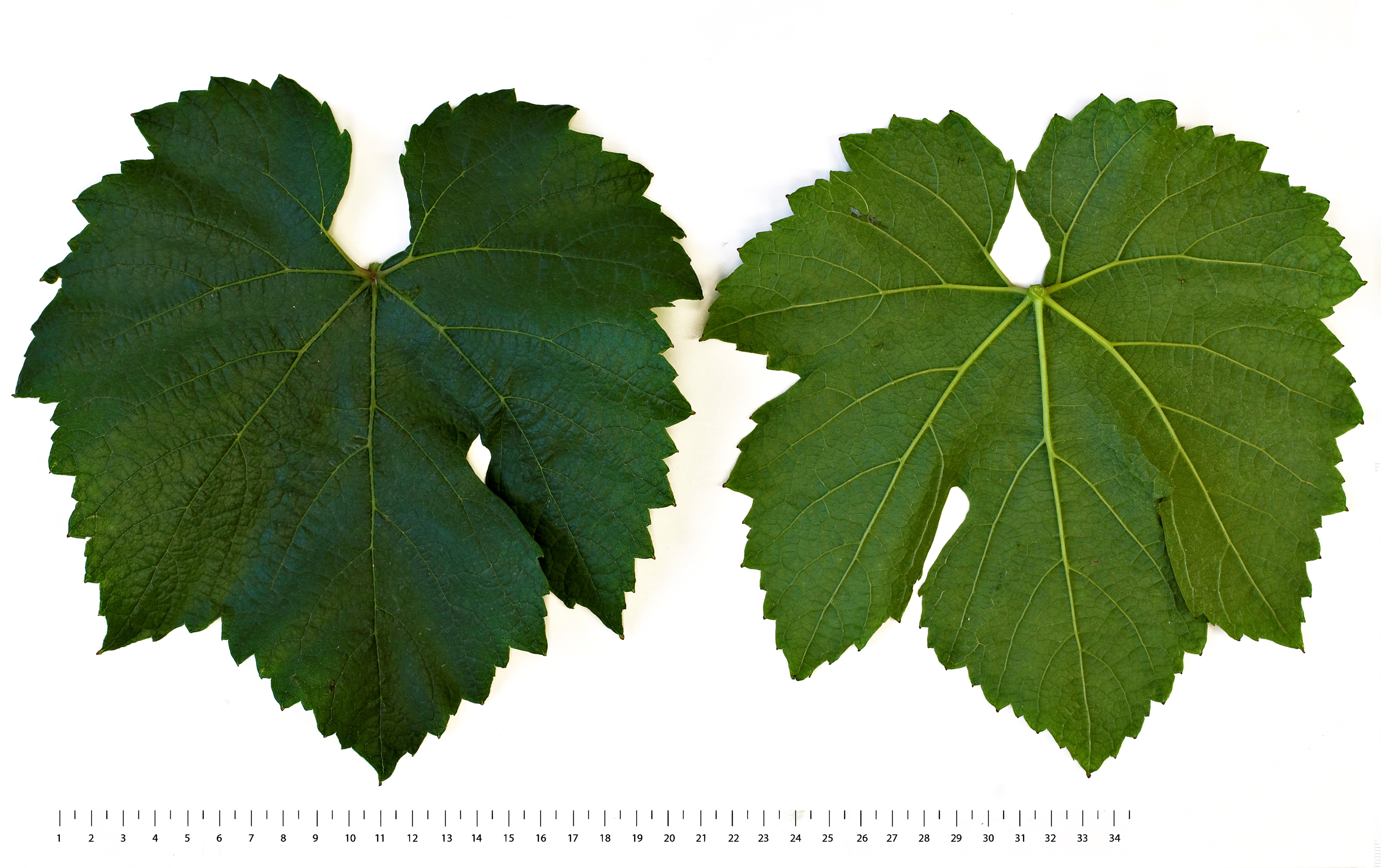VIVC2458 CHARDONNAY ROSE Mature leaf 19912