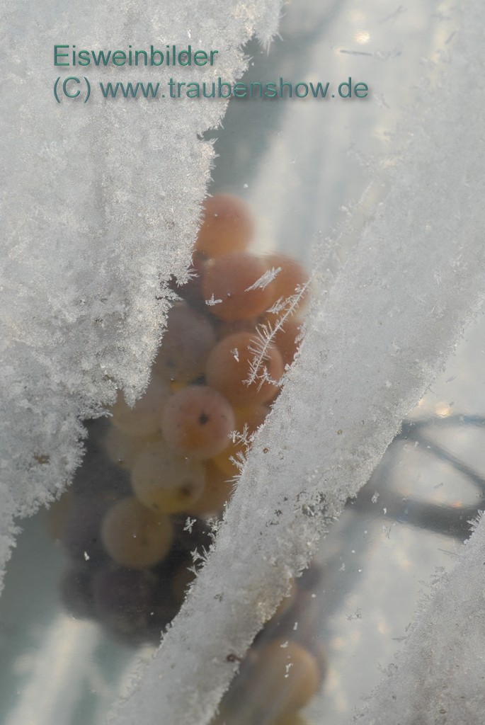 ANT 0089