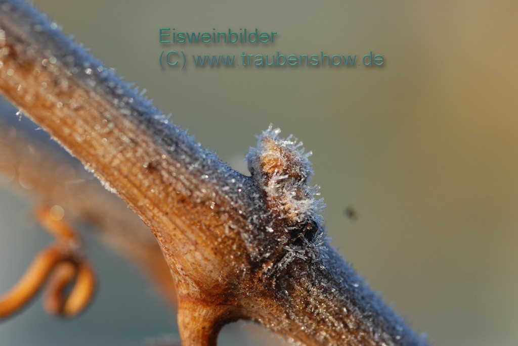 ANT 0138