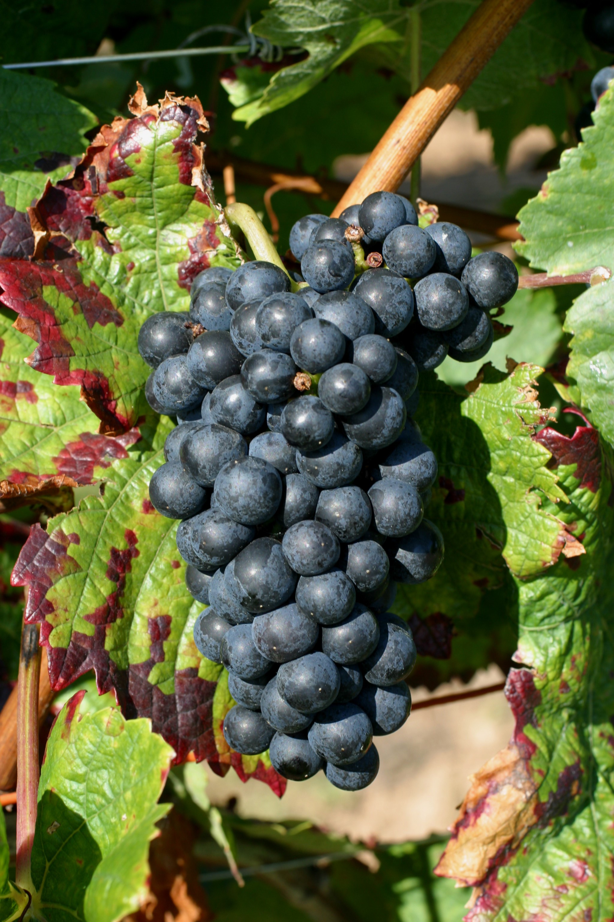 VIVC3632 DOMINA Cluster in the field 9110