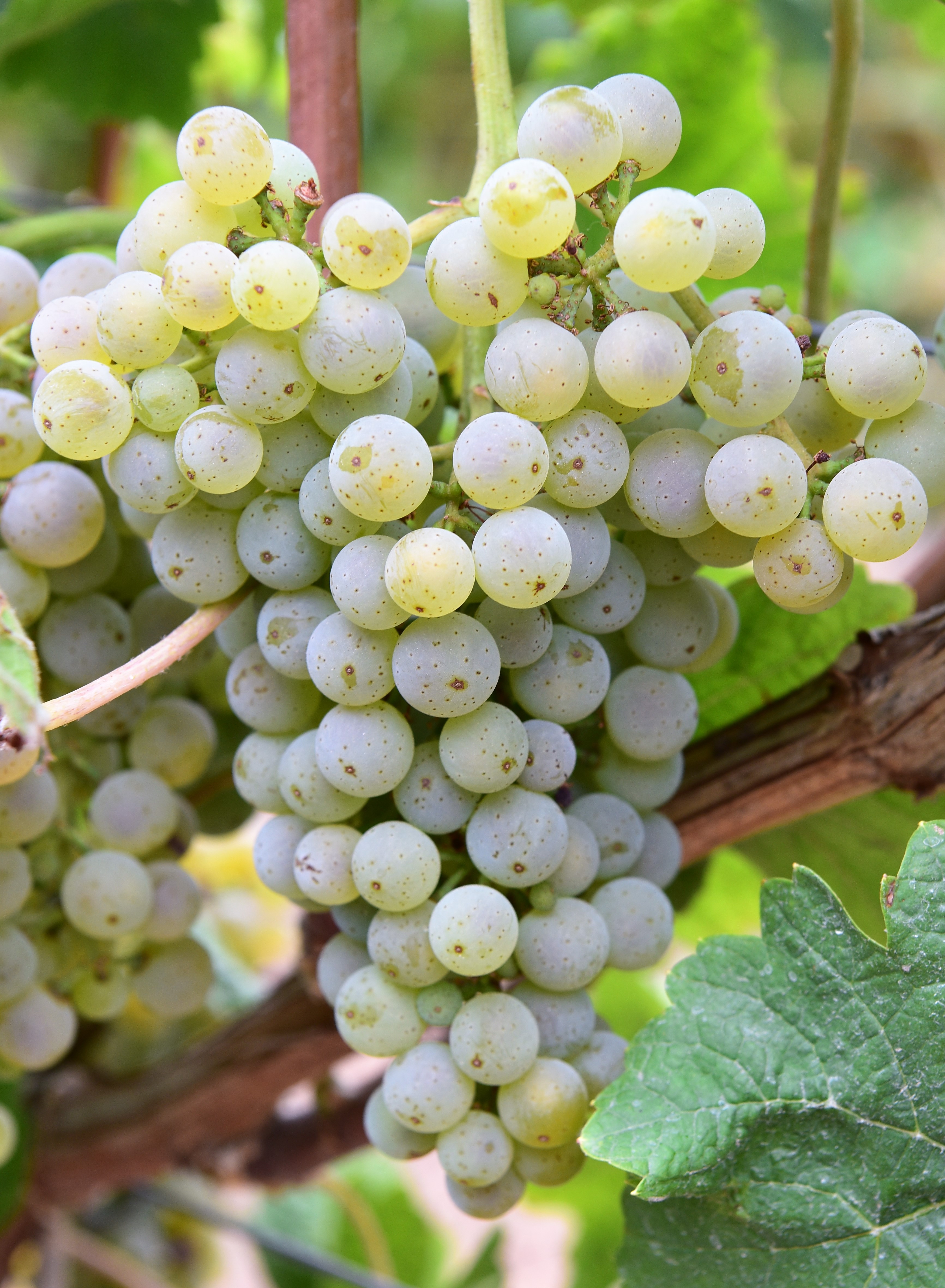 Donauriesling ANT 4098